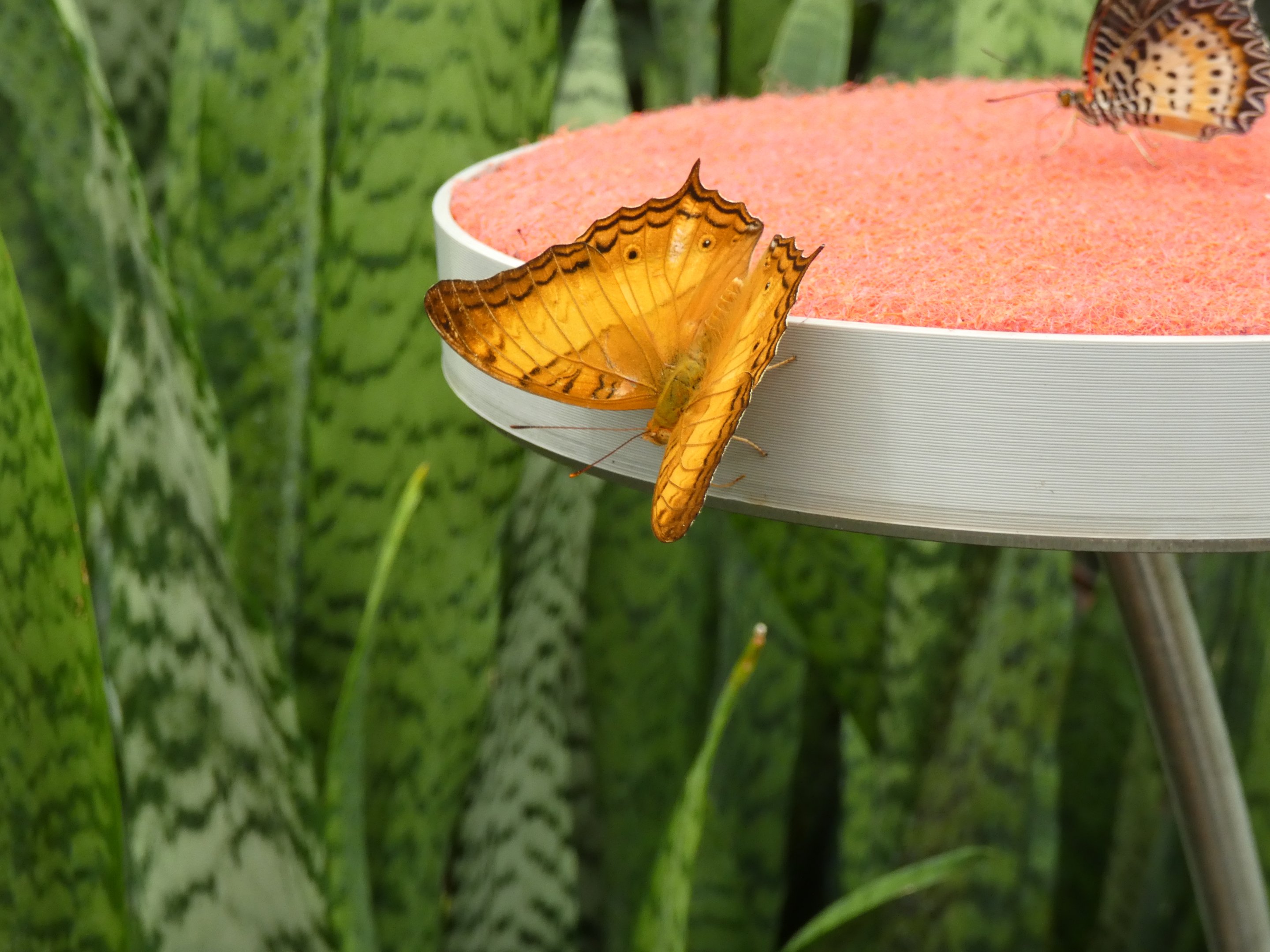 ID? - Montreal Insectarium