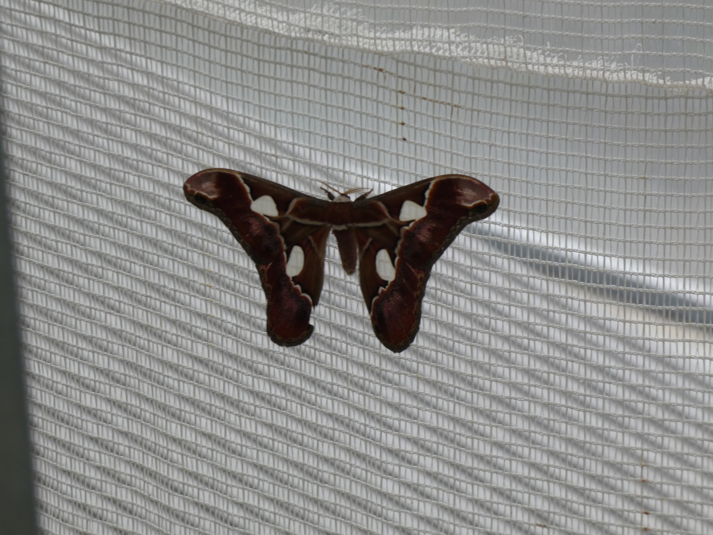 ID? - Montreal Insectarium