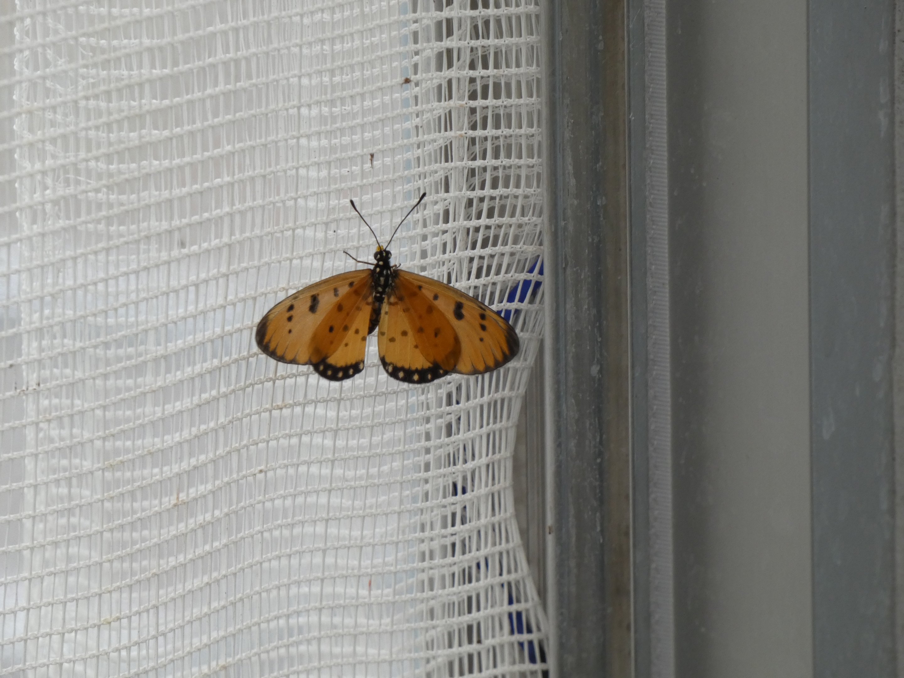 ID? - Montreal Insectarium
