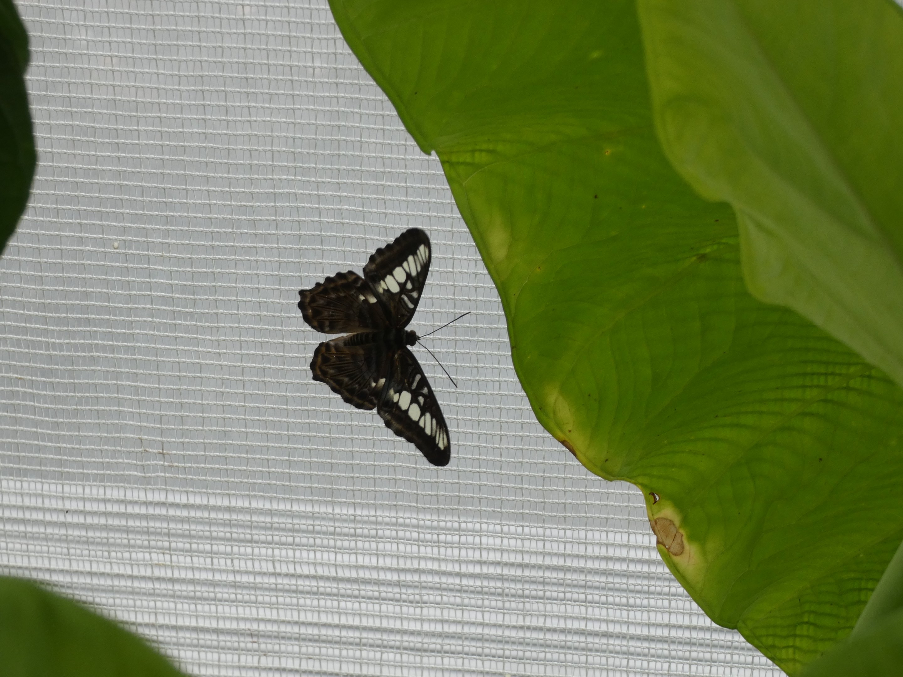 ID? - Montreal Insectarium