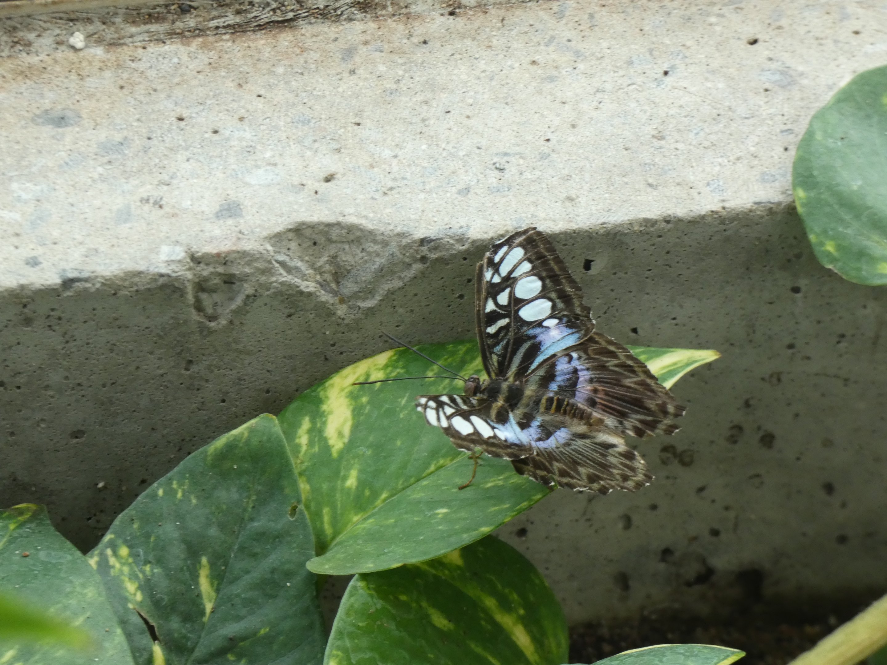 ID? - Montreal Insectarium