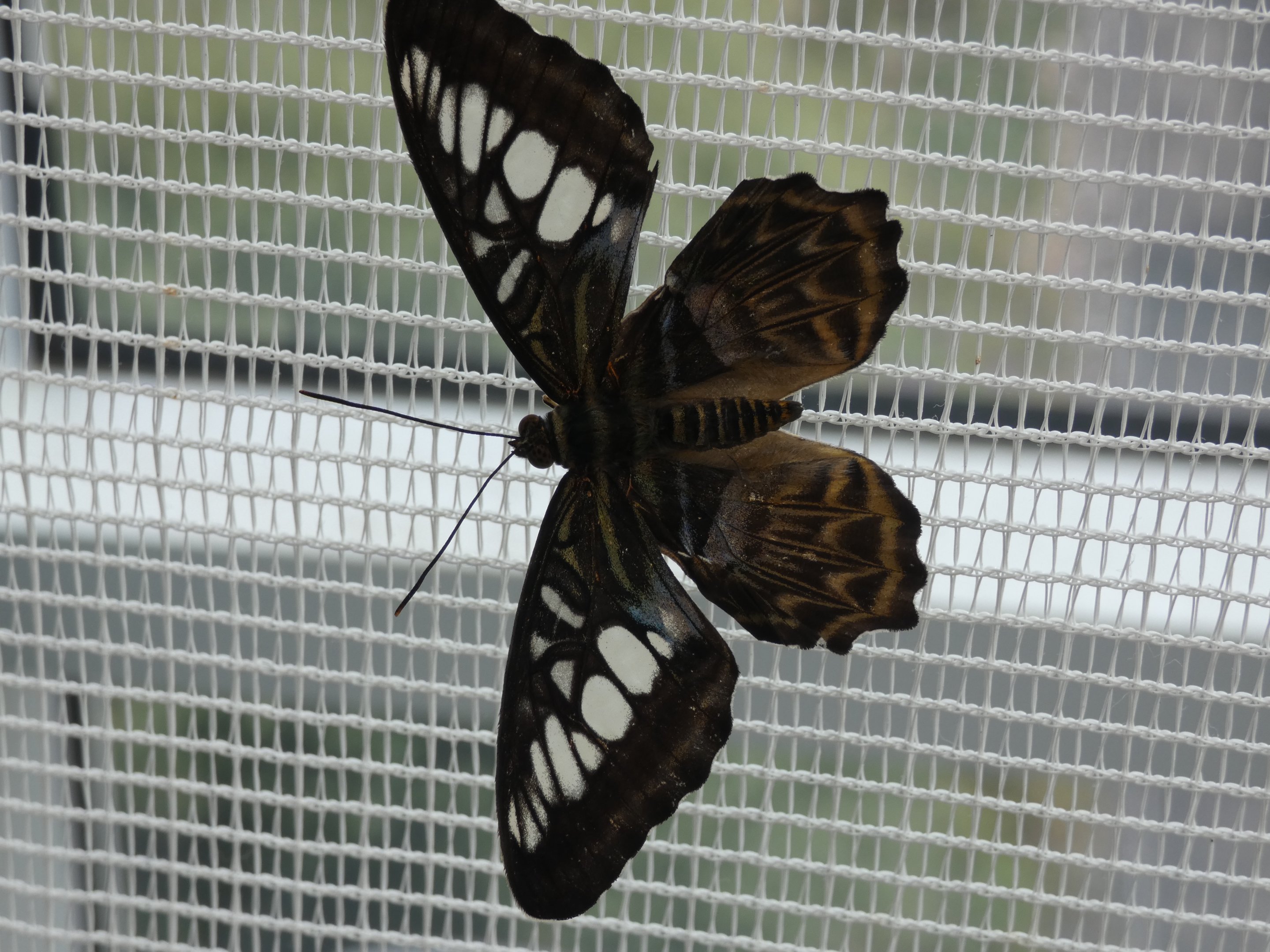 ID? - Montreal Insectarium