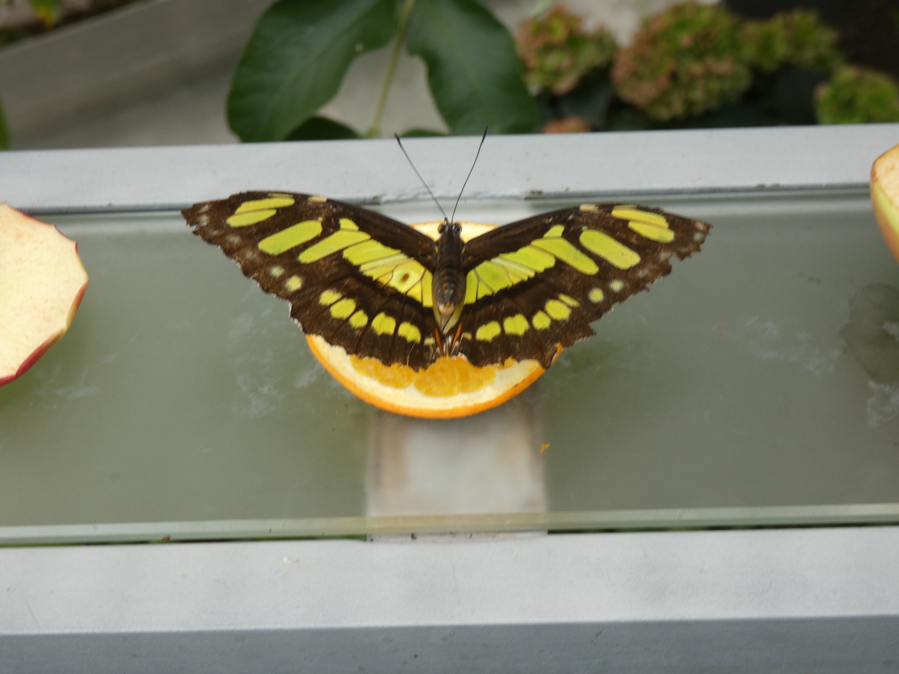 ID? - Montreal Insectarium