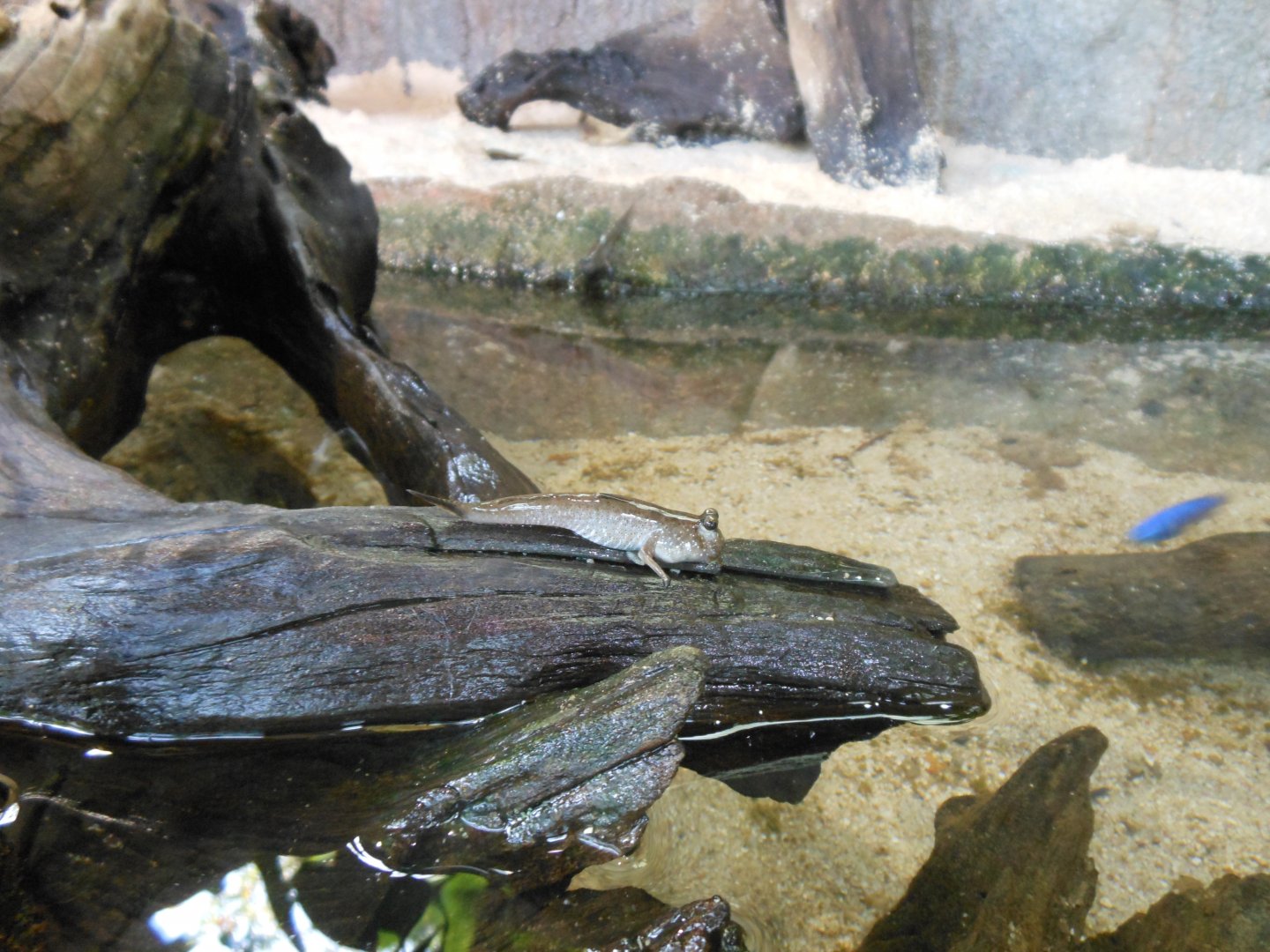 ID? - (Mudskipper)