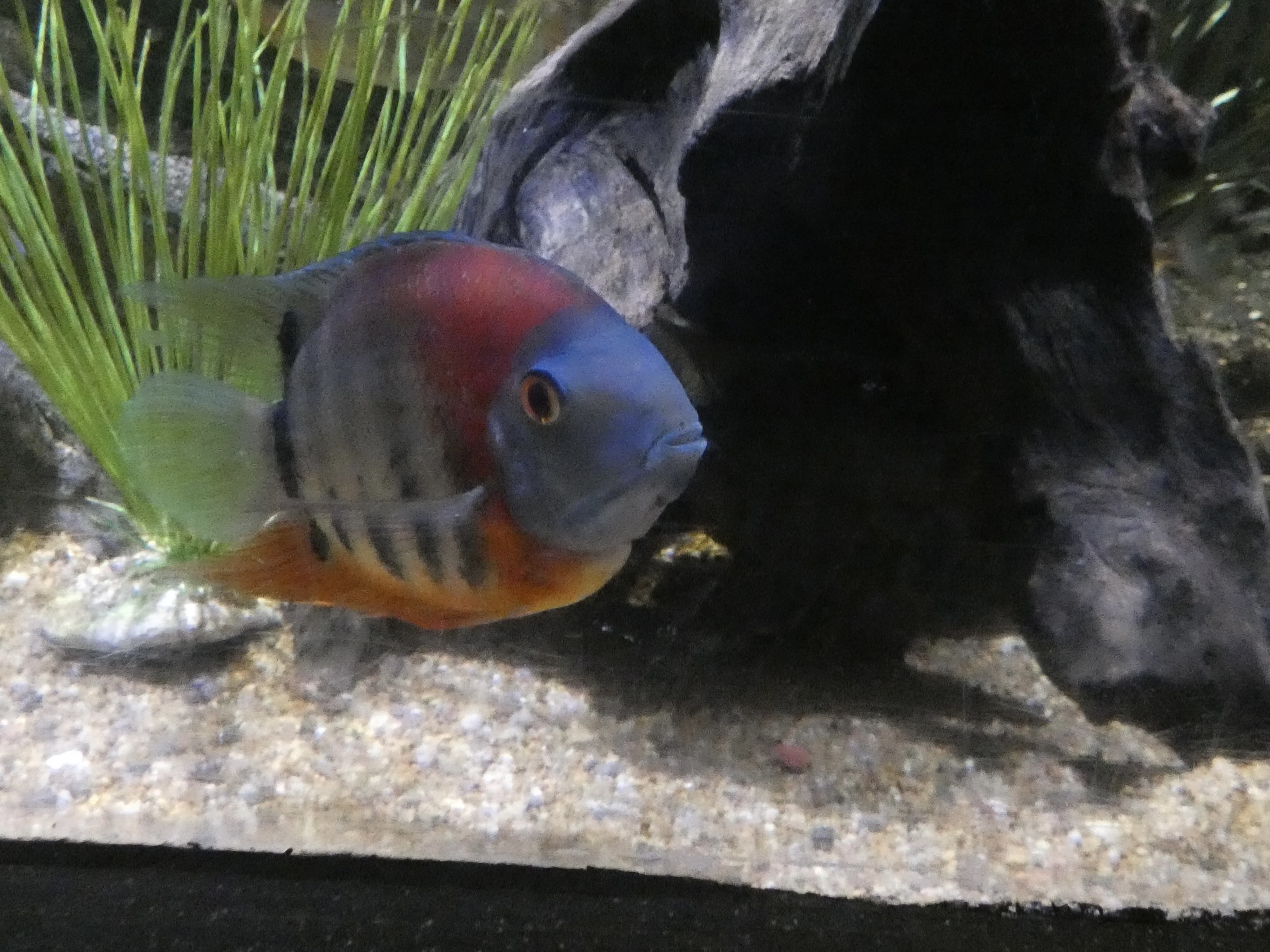 ID? - Mystic Aquarium