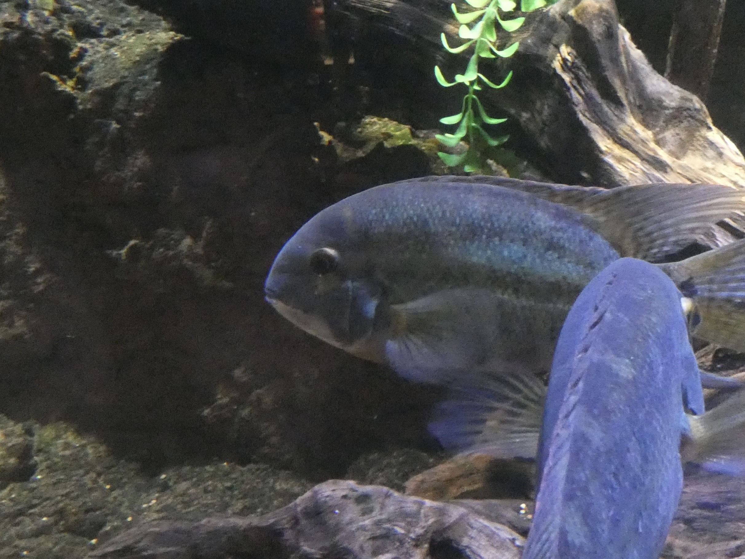 ID? - Mystic Aquarium