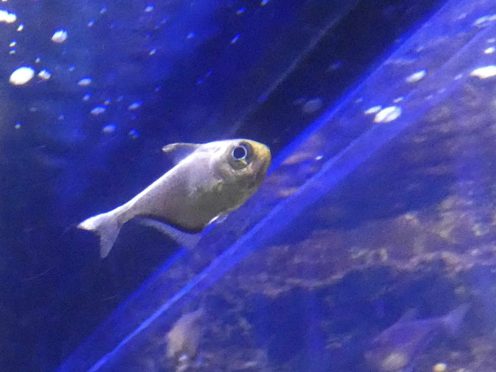 ID? - Mystic Aquarium