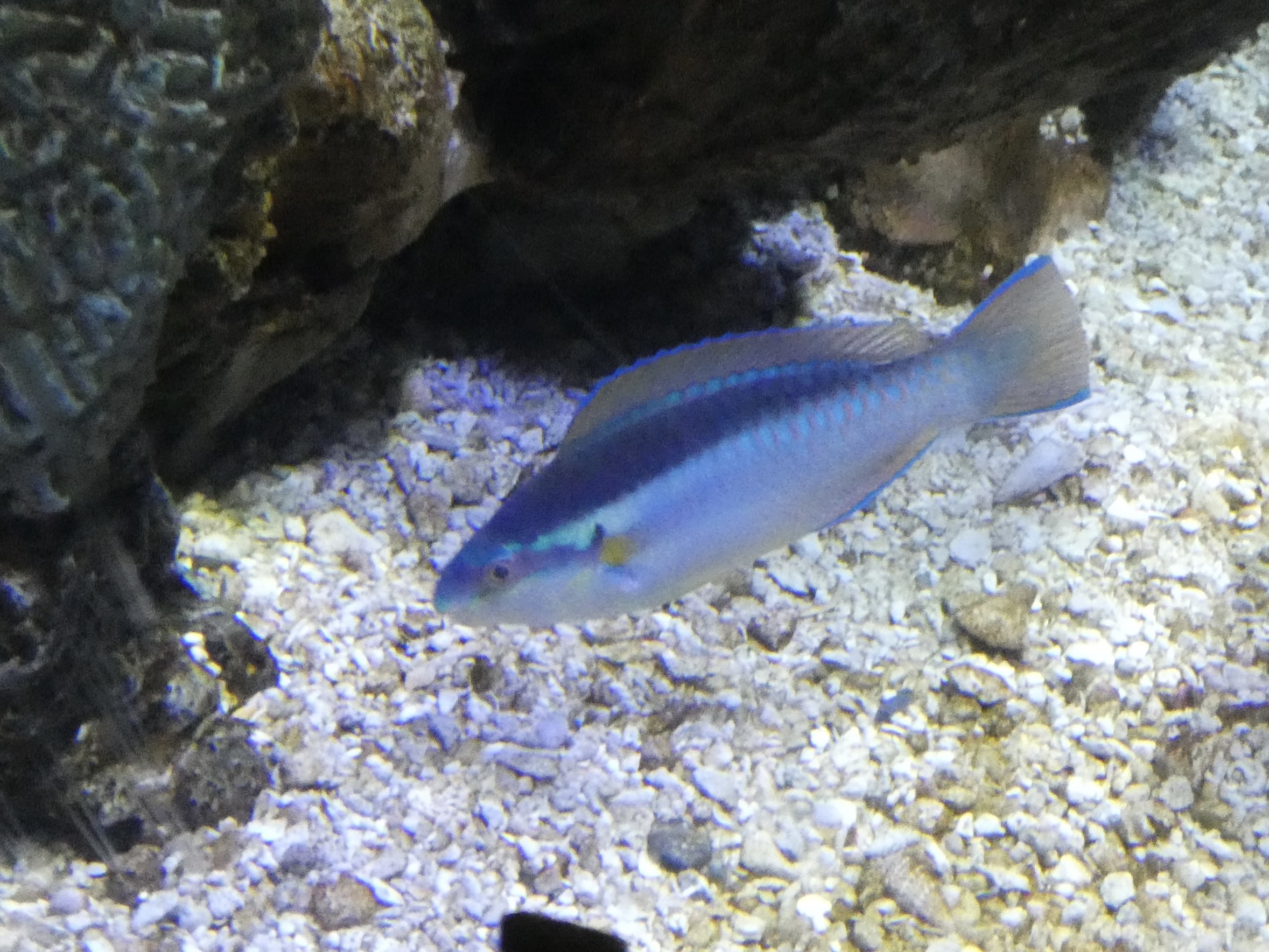 ID? - Mystic Aquarium