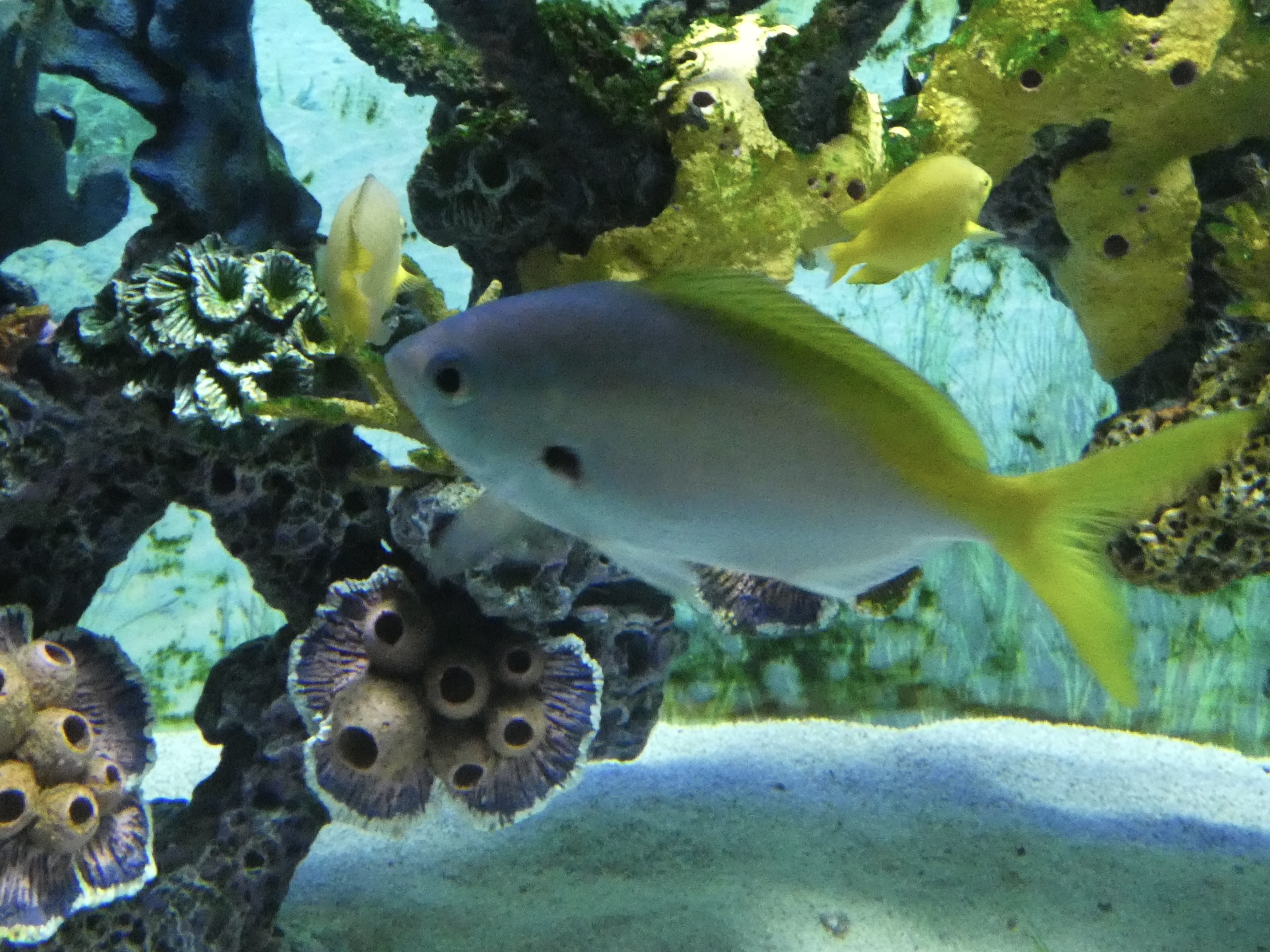 ID? - Mystic Aquarium