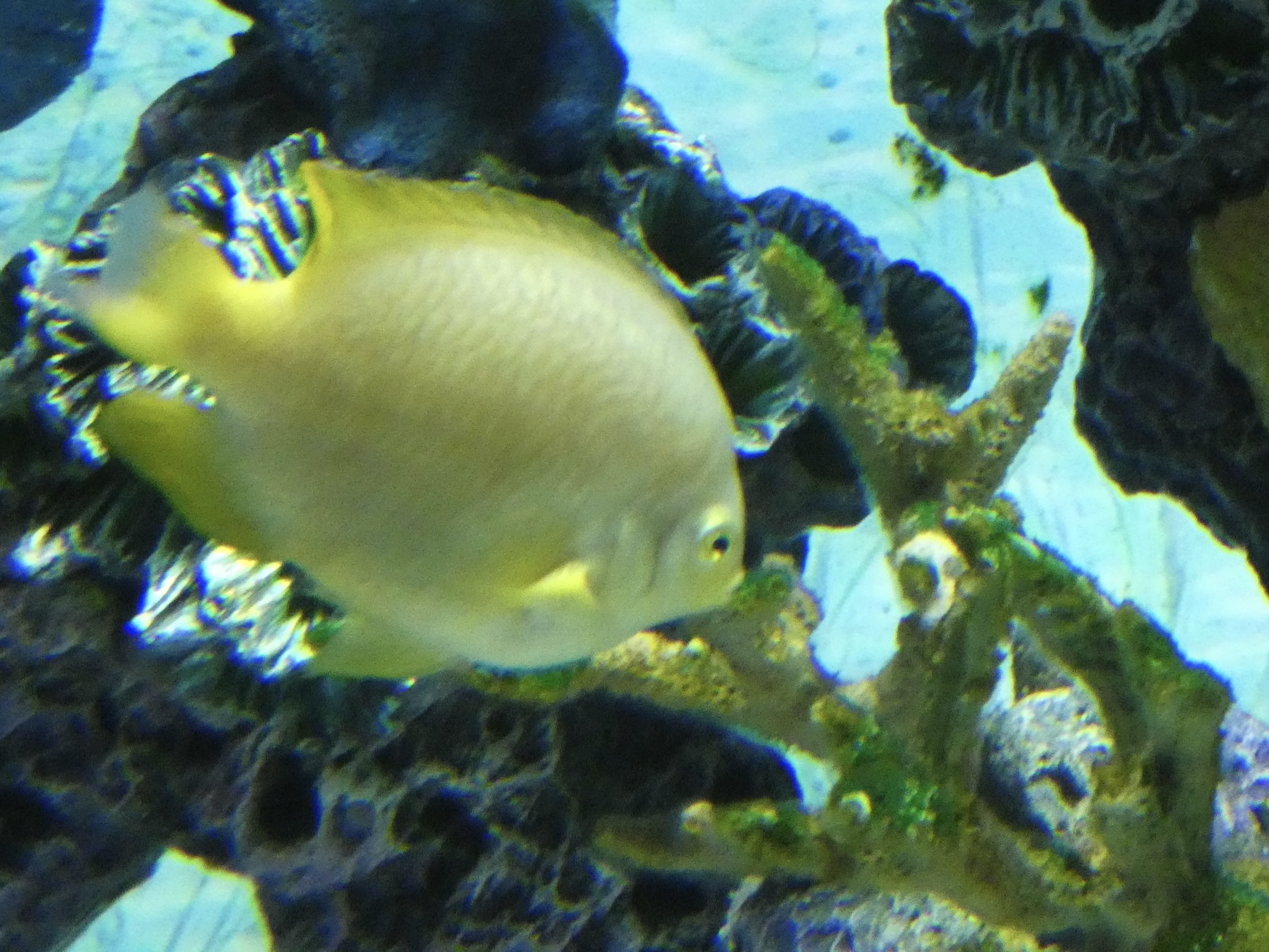 ID? - Mystic Aquarium