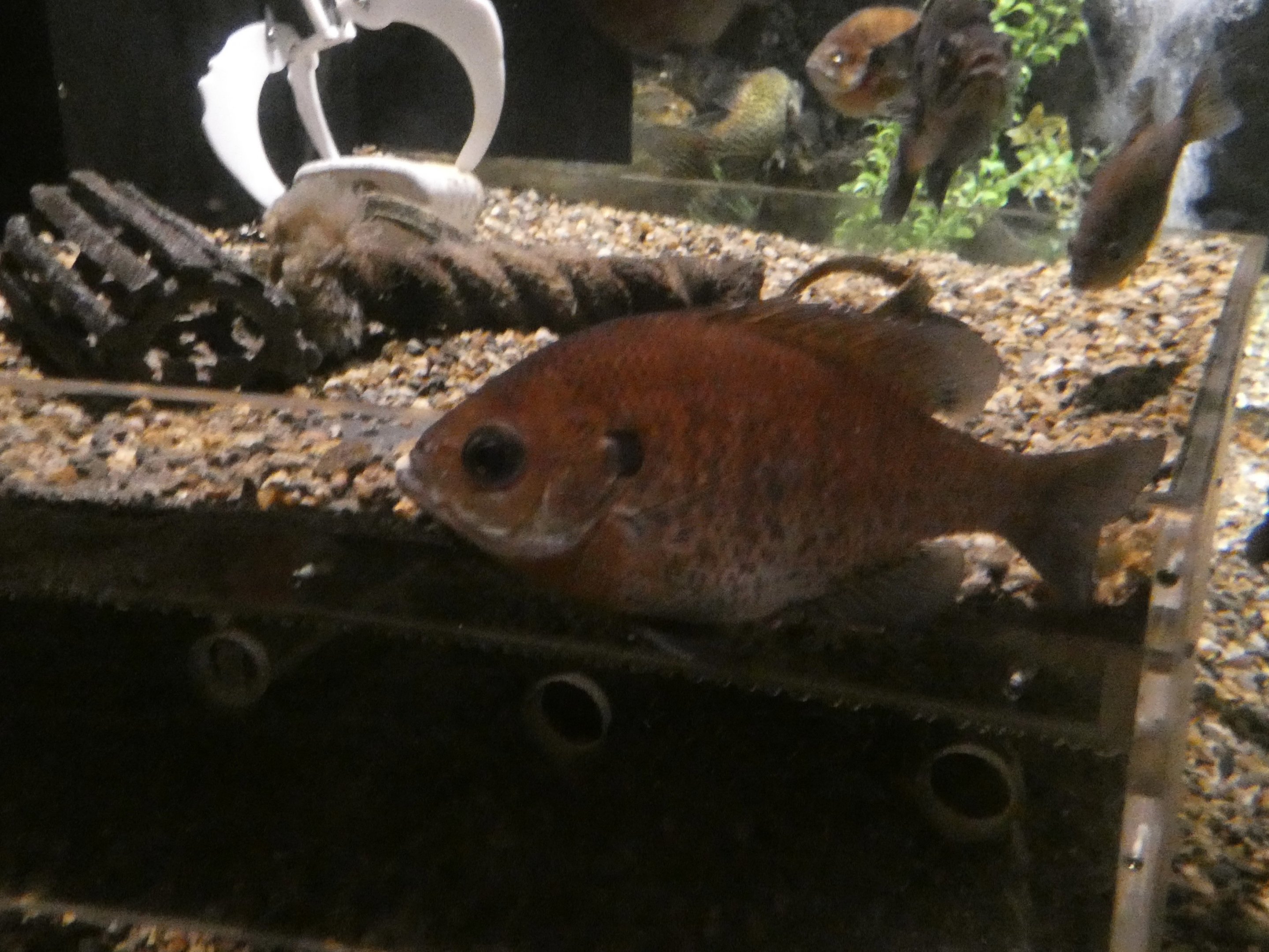 ID? - Mystic Aquarium