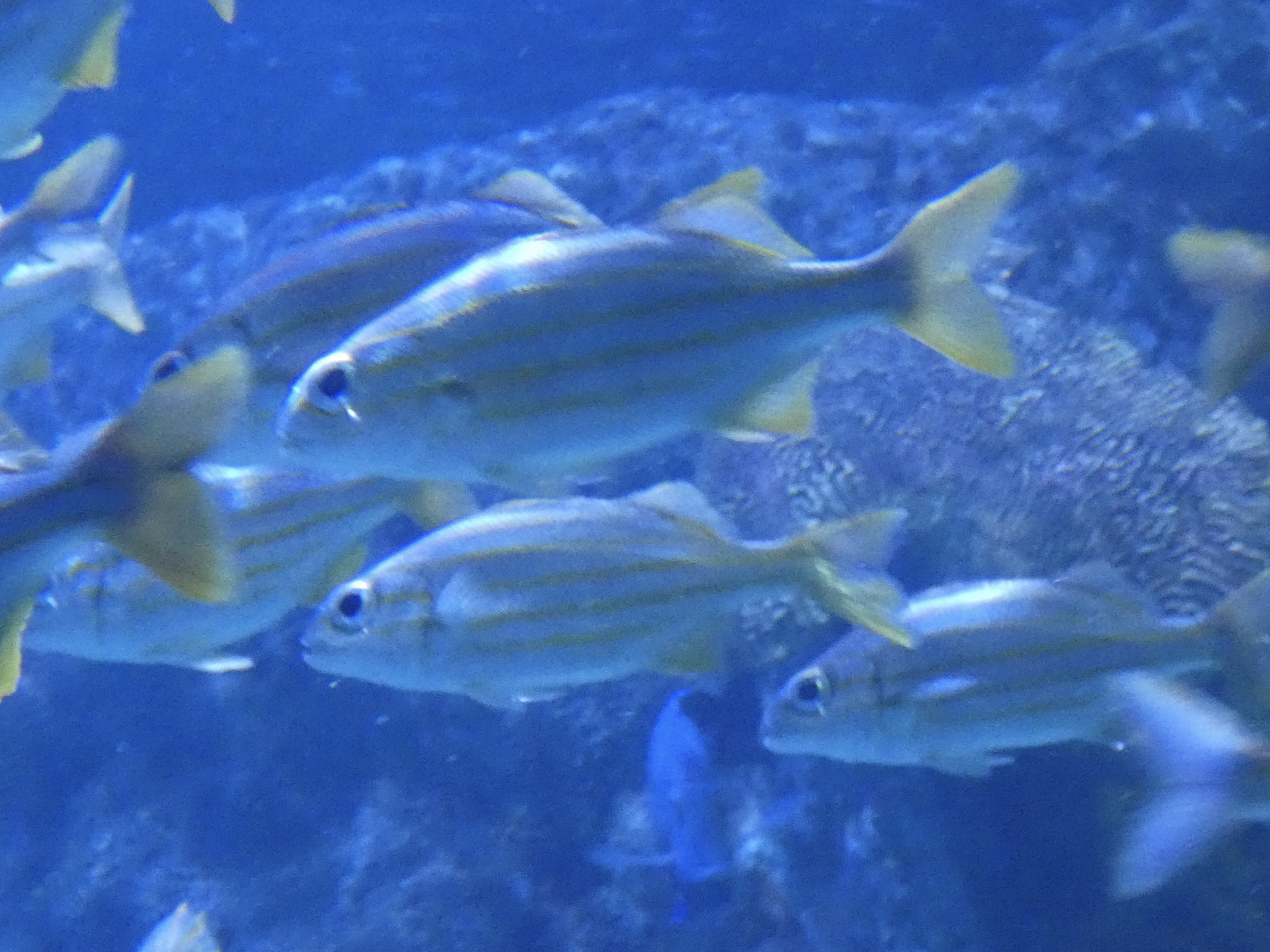 ID? - Mystic Aquarium