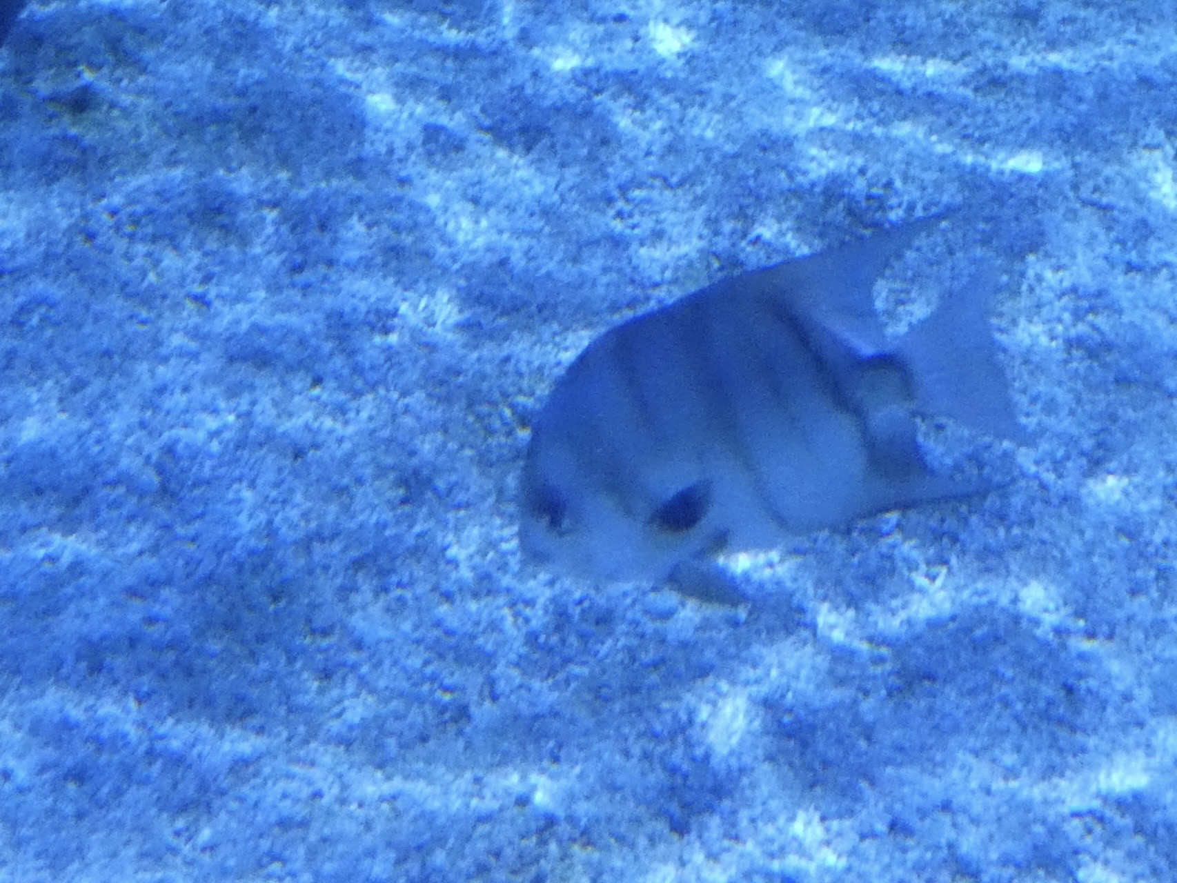 ID? - Mystic Aquarium