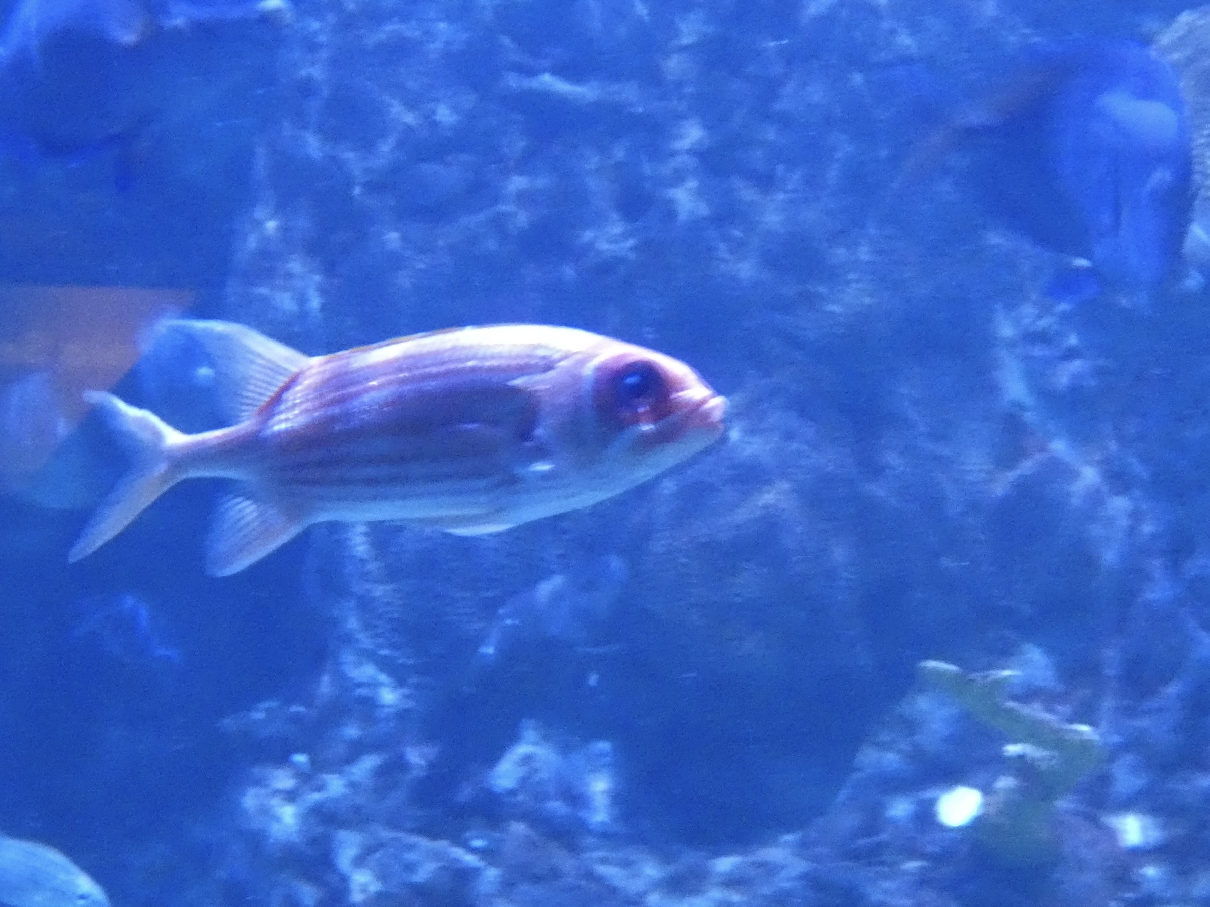 ID? - Mystic Aquarium