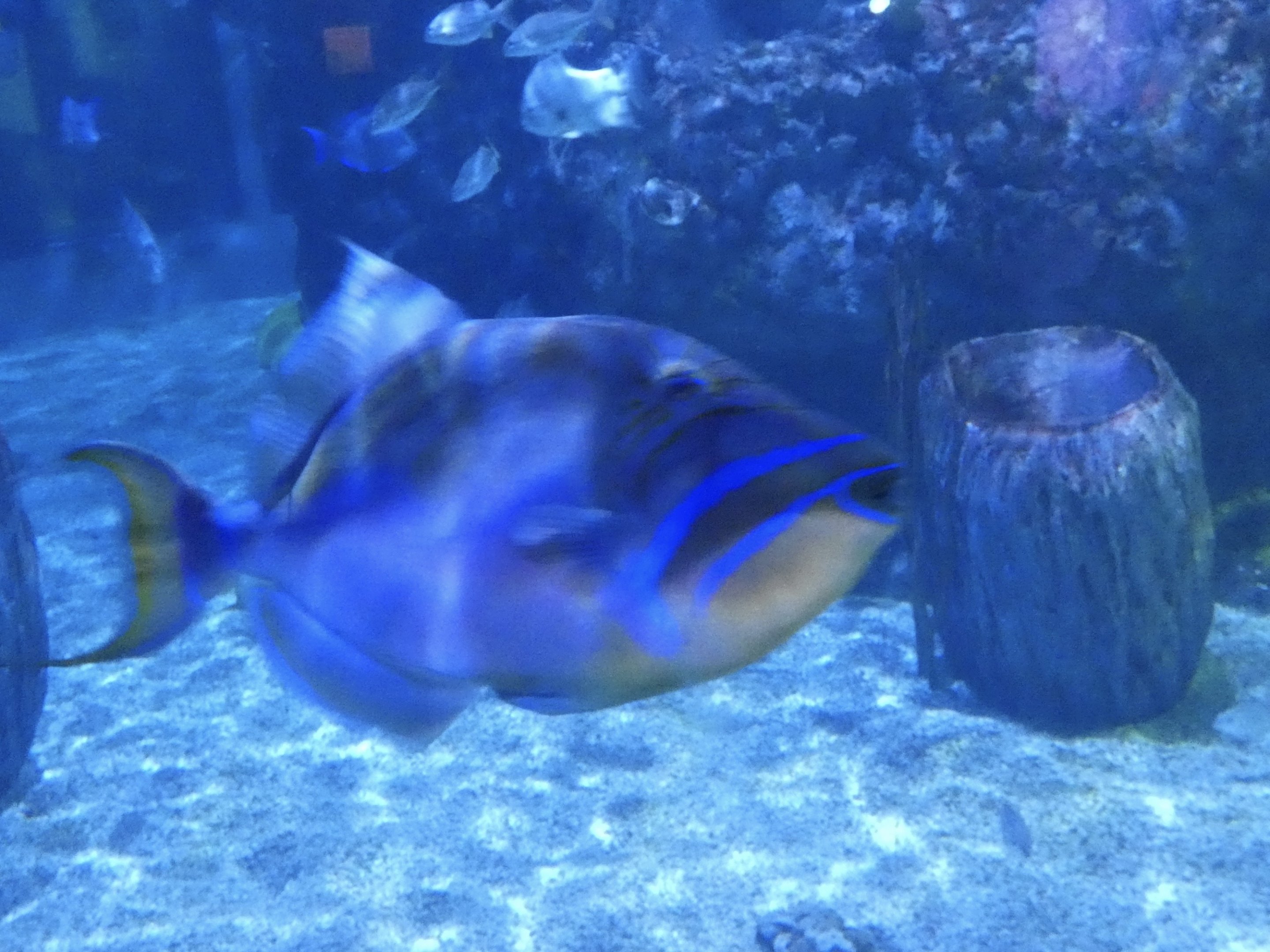 ID? - Mystic Aquarium