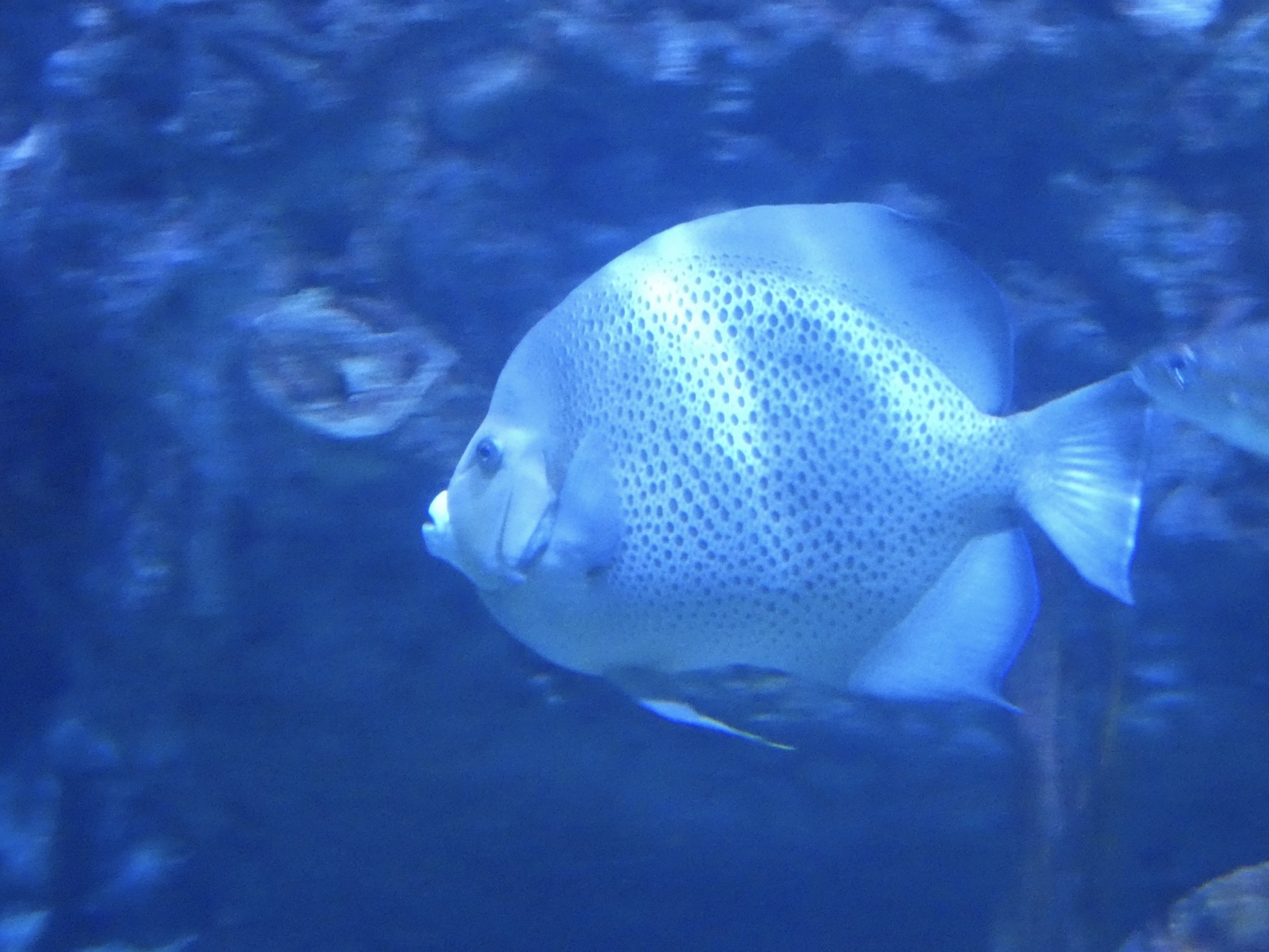 ID? - Mystic Aquarium