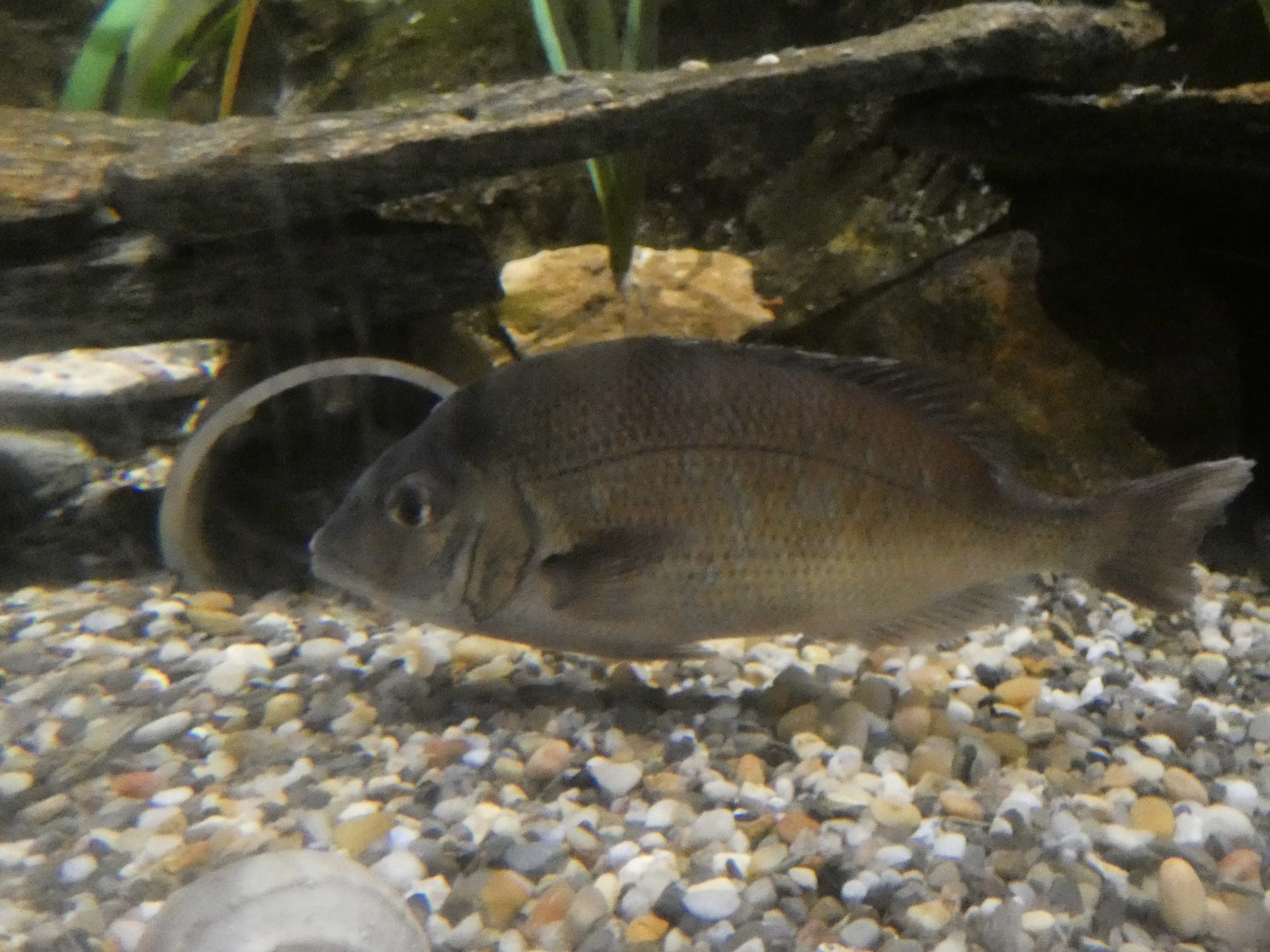 ID? - Mystic Aquarium