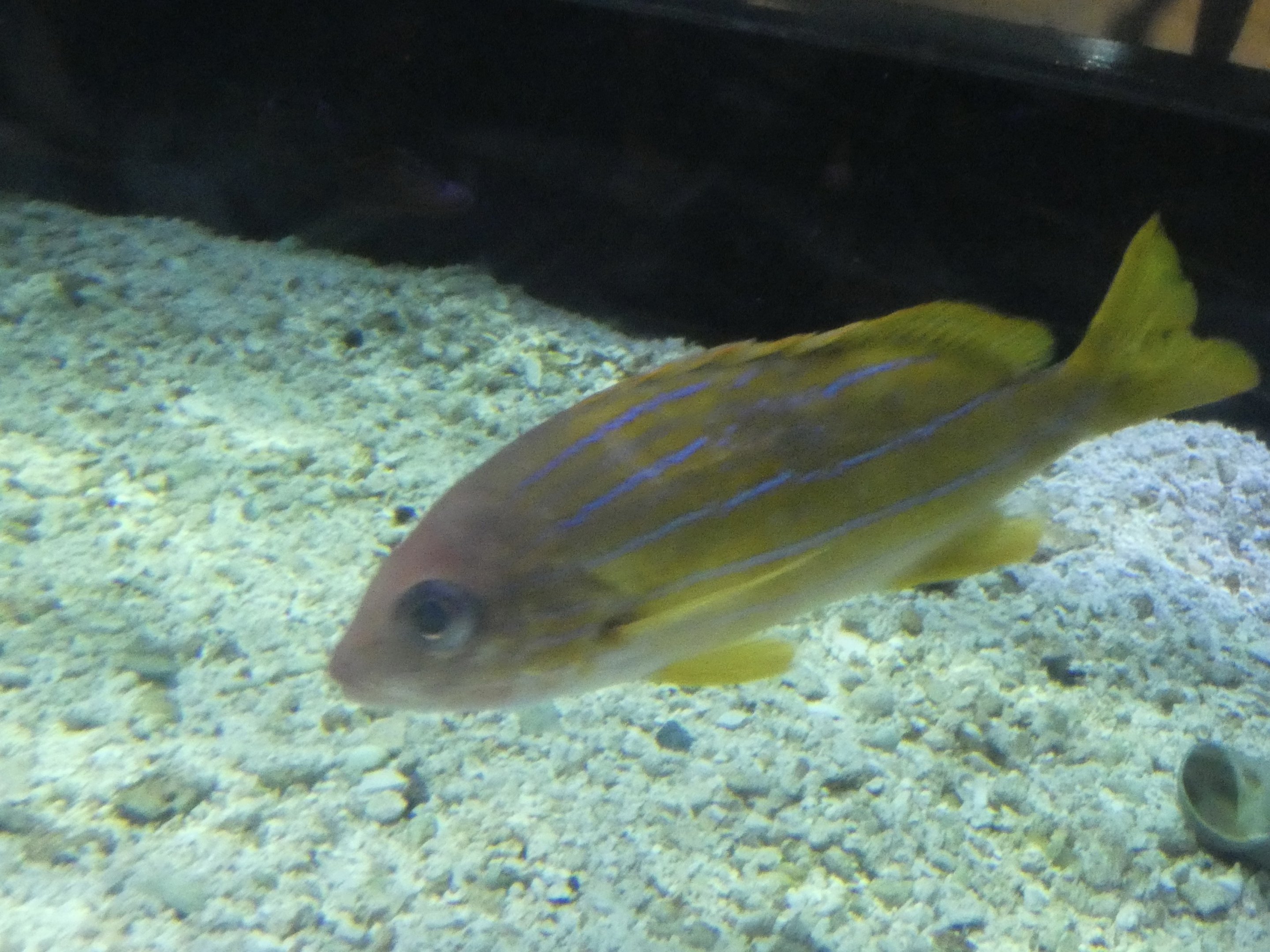 ID? - Mystic Aquarium