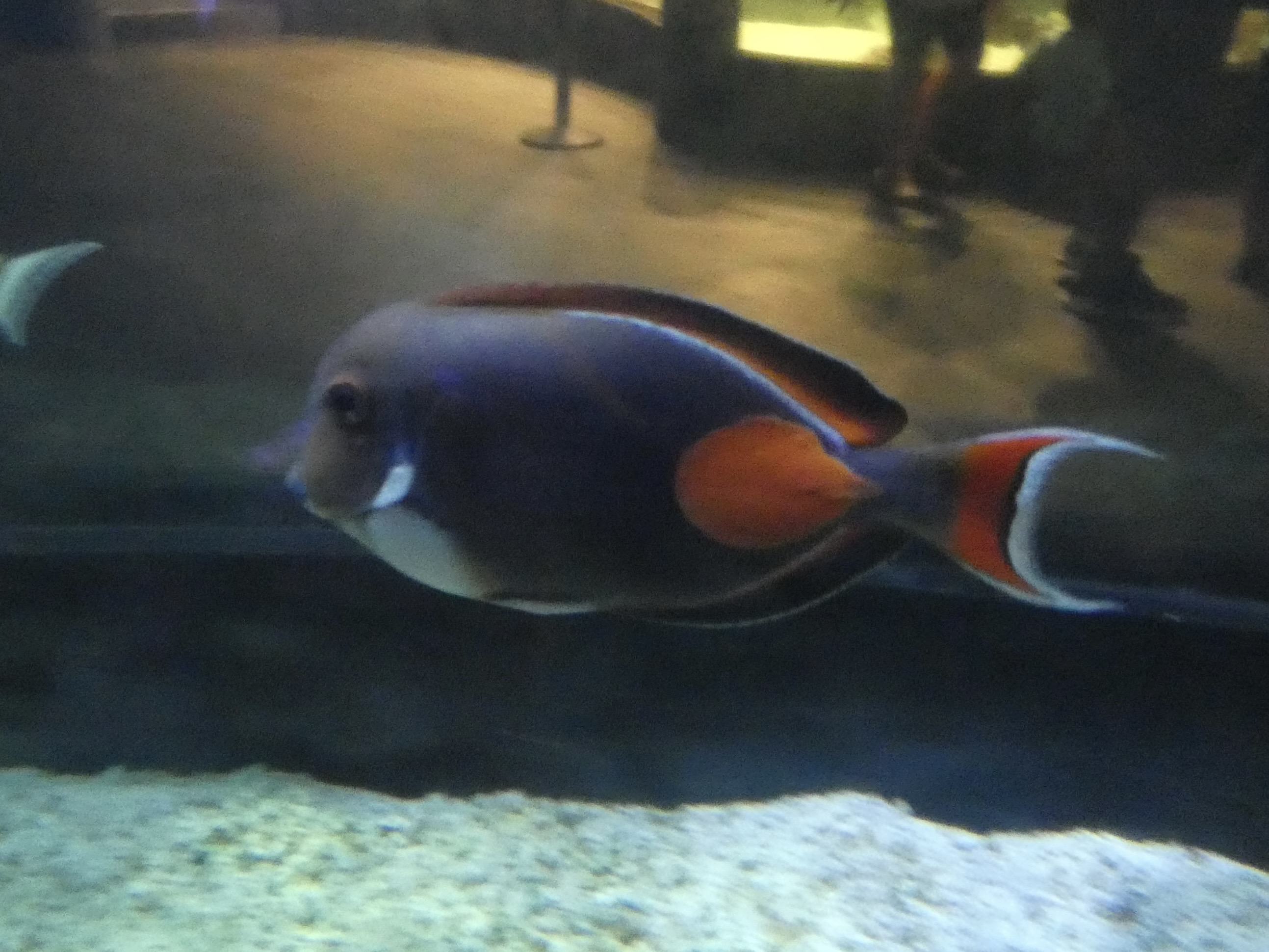 ID? - Mystic Aquarium