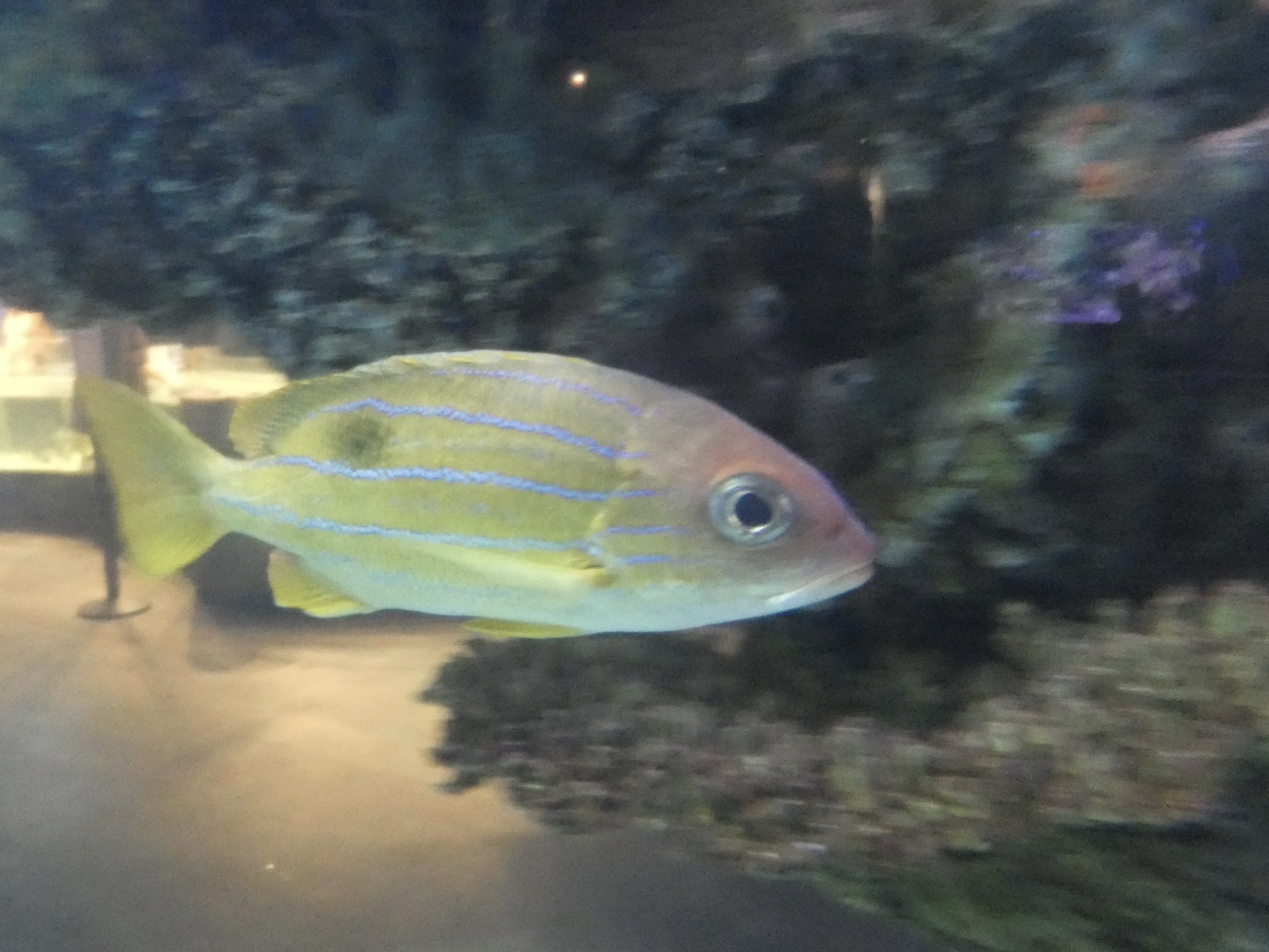 ID? - Mystic Aquarium