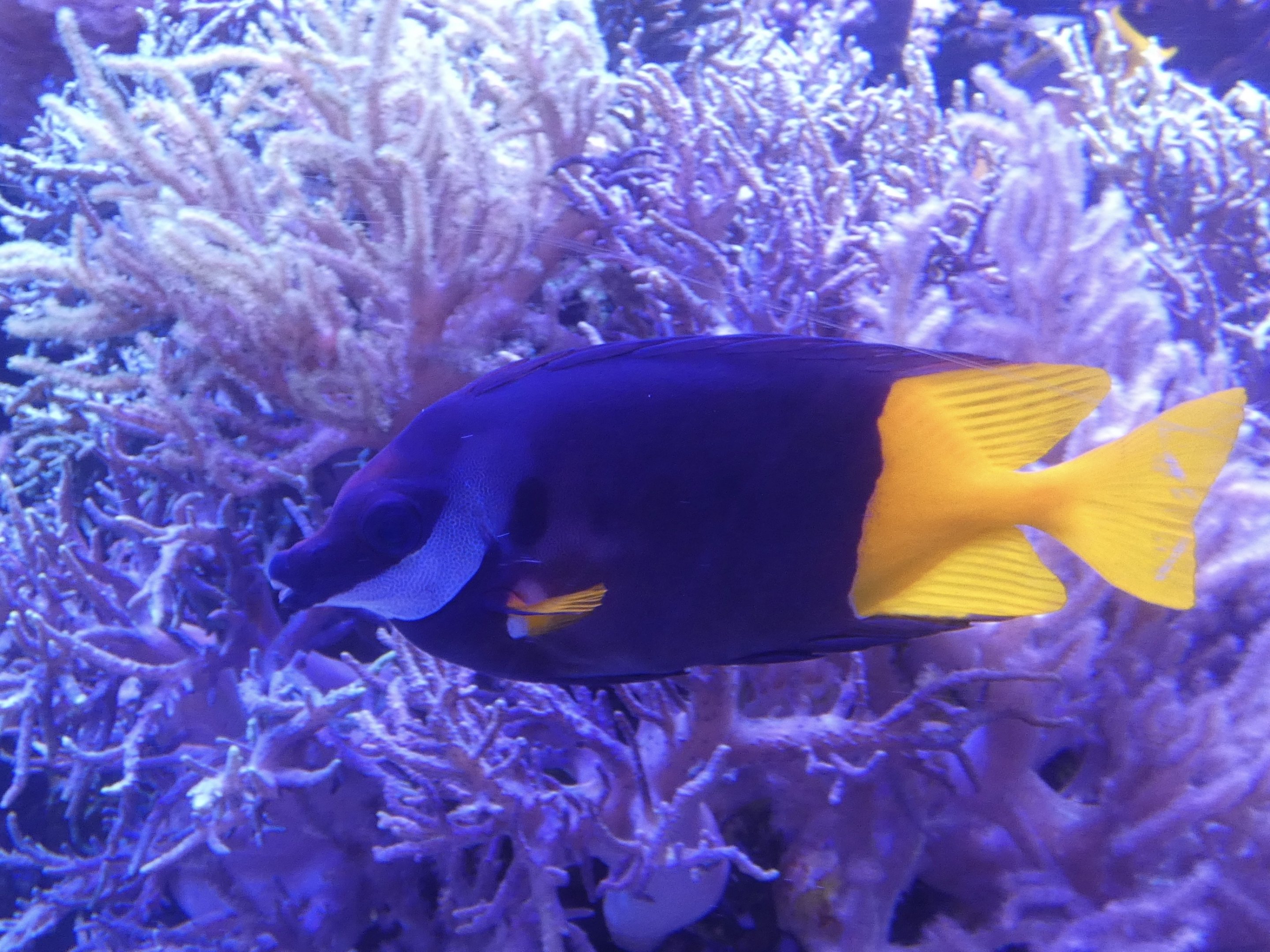 ID? - Mystic Aquarium