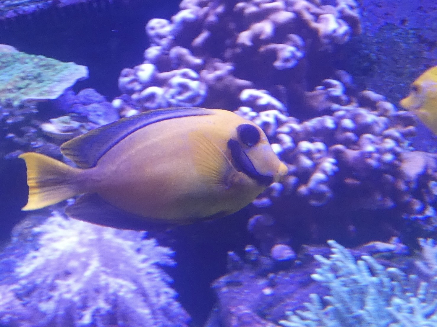 ID? - Mystic Aquarium