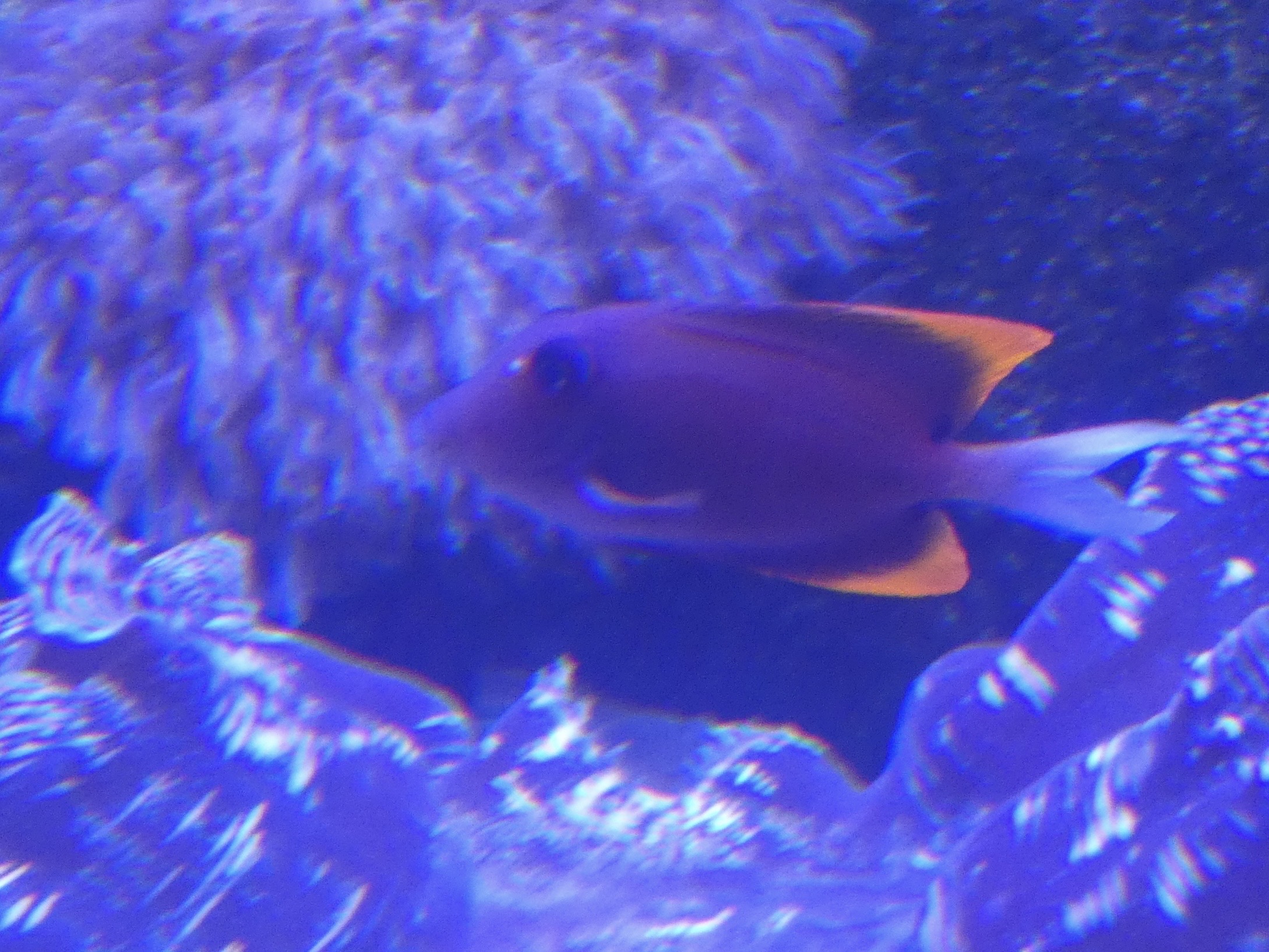 ID? - Mystic Aquarium