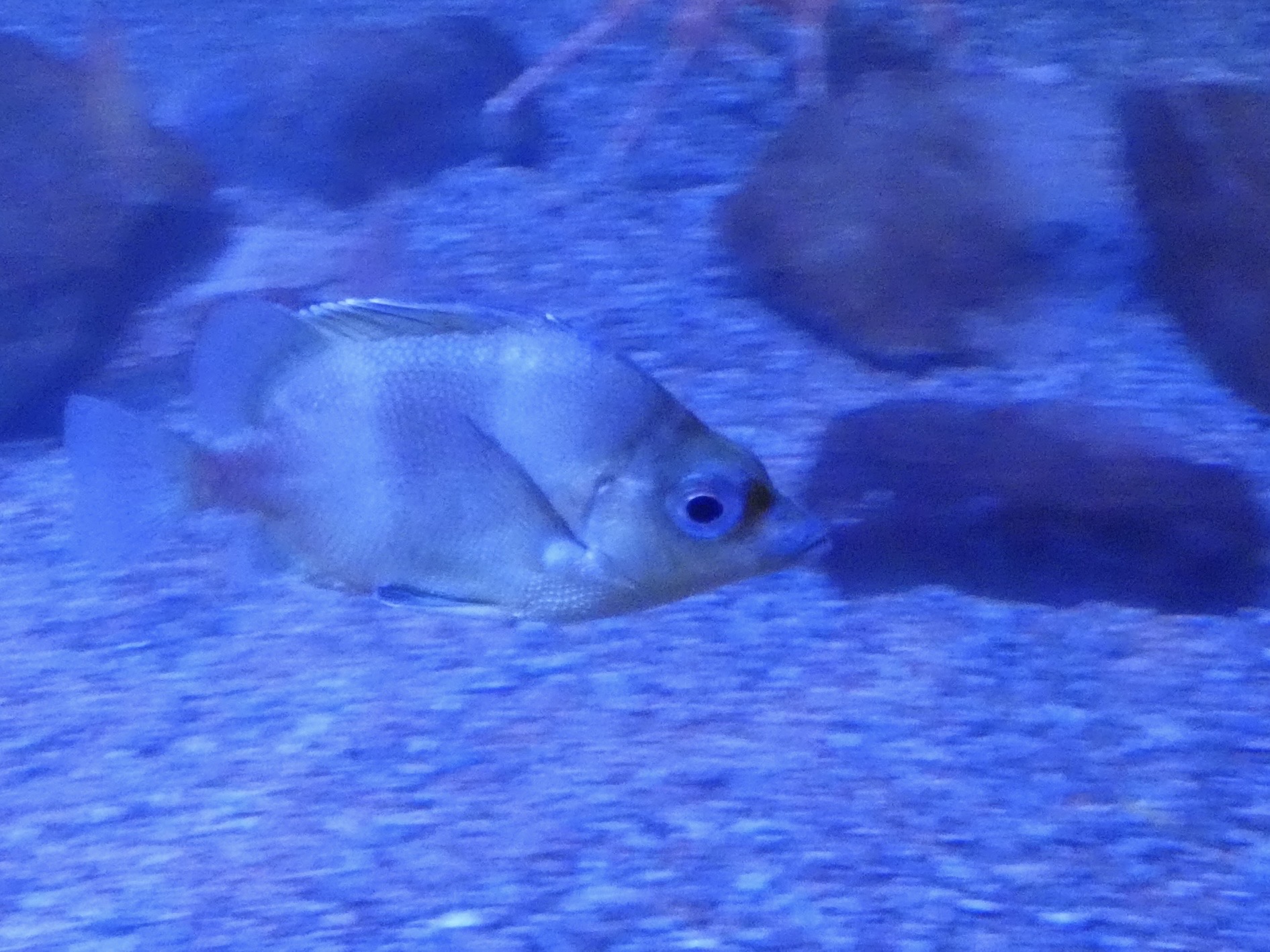 ID? - Mystic Aquarium