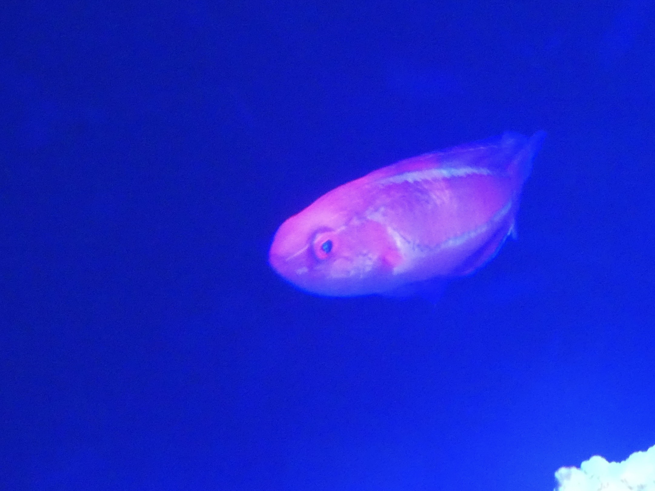 ID? - Mystic Aquarium
