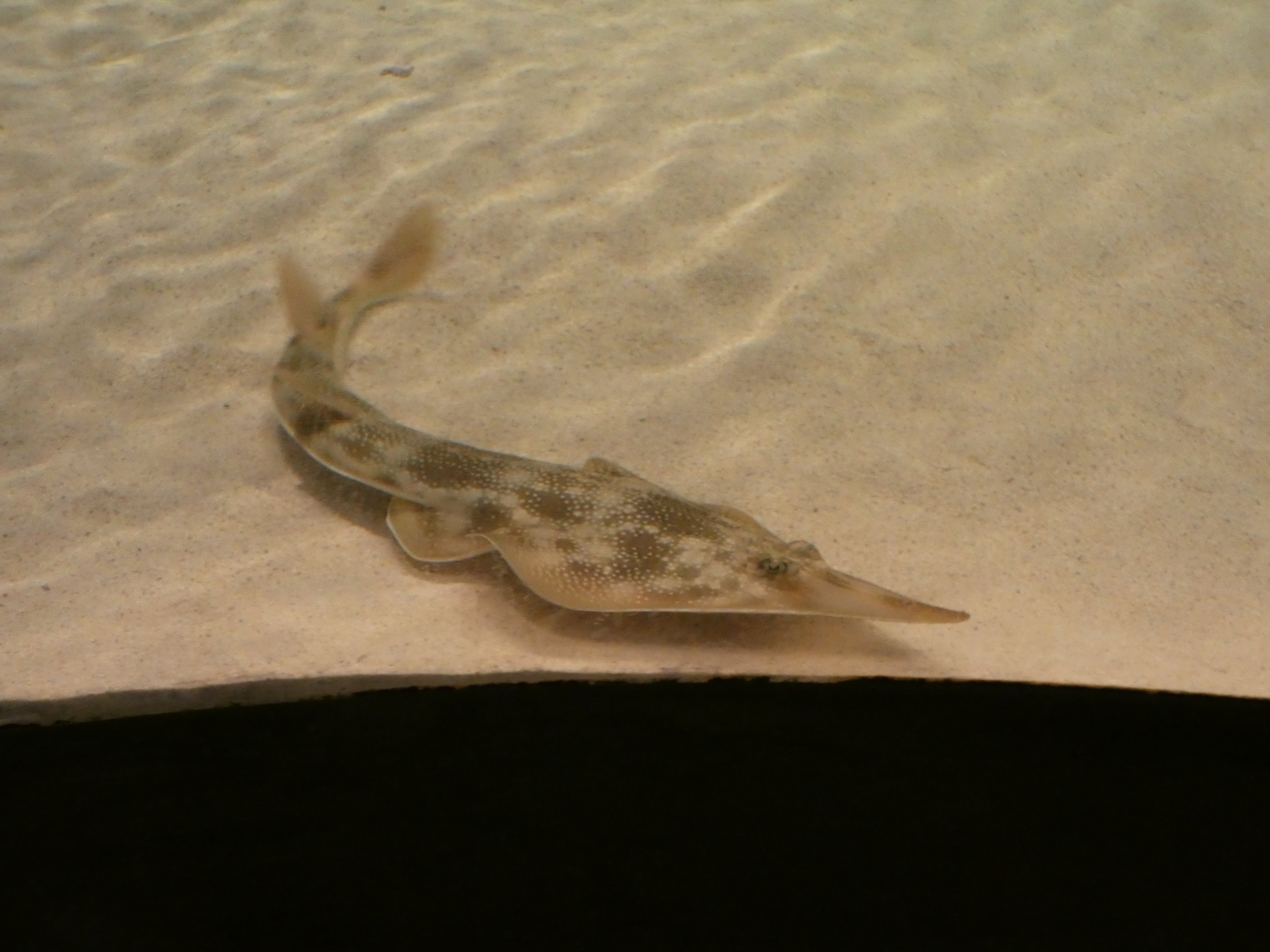 ID? - Mystic Aquarium