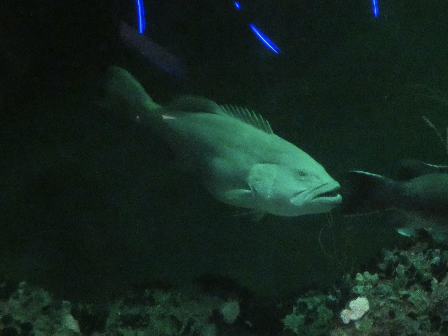 ID? - National Aquarium in Baltimore