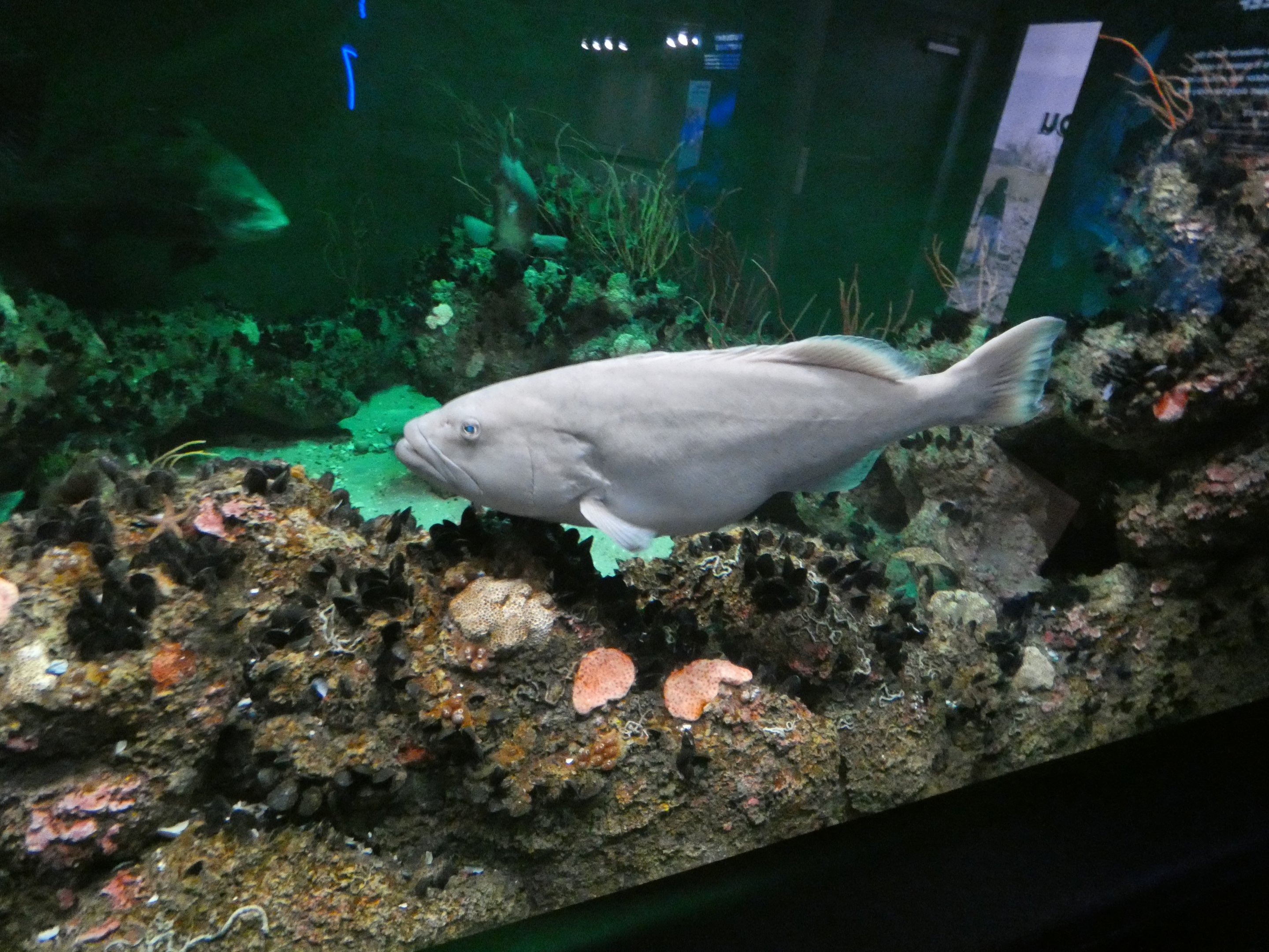 ID? - National Aquarium in Baltimore