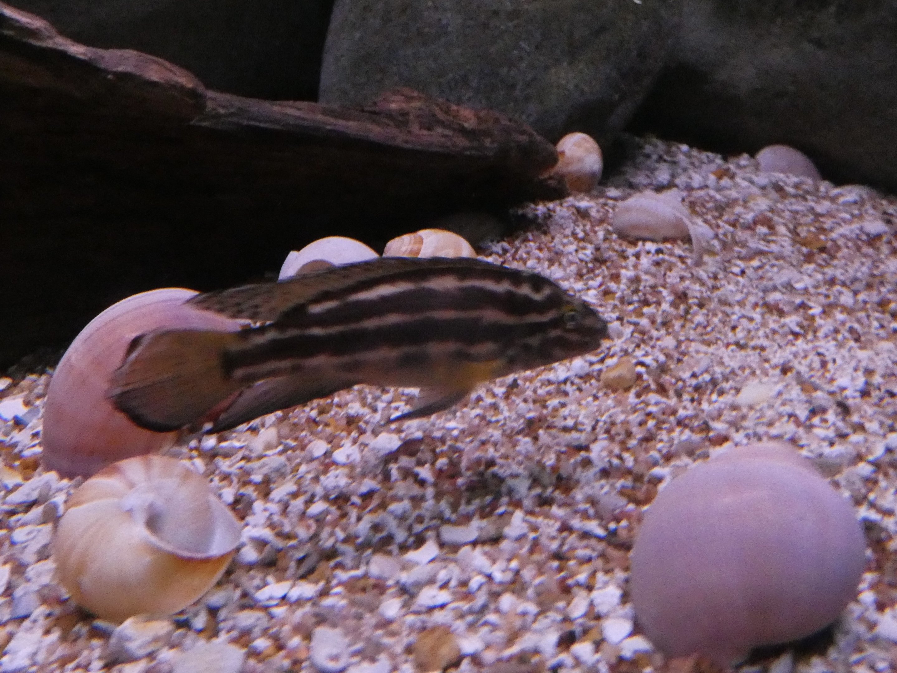 ID? - National Aquarium in Baltimore