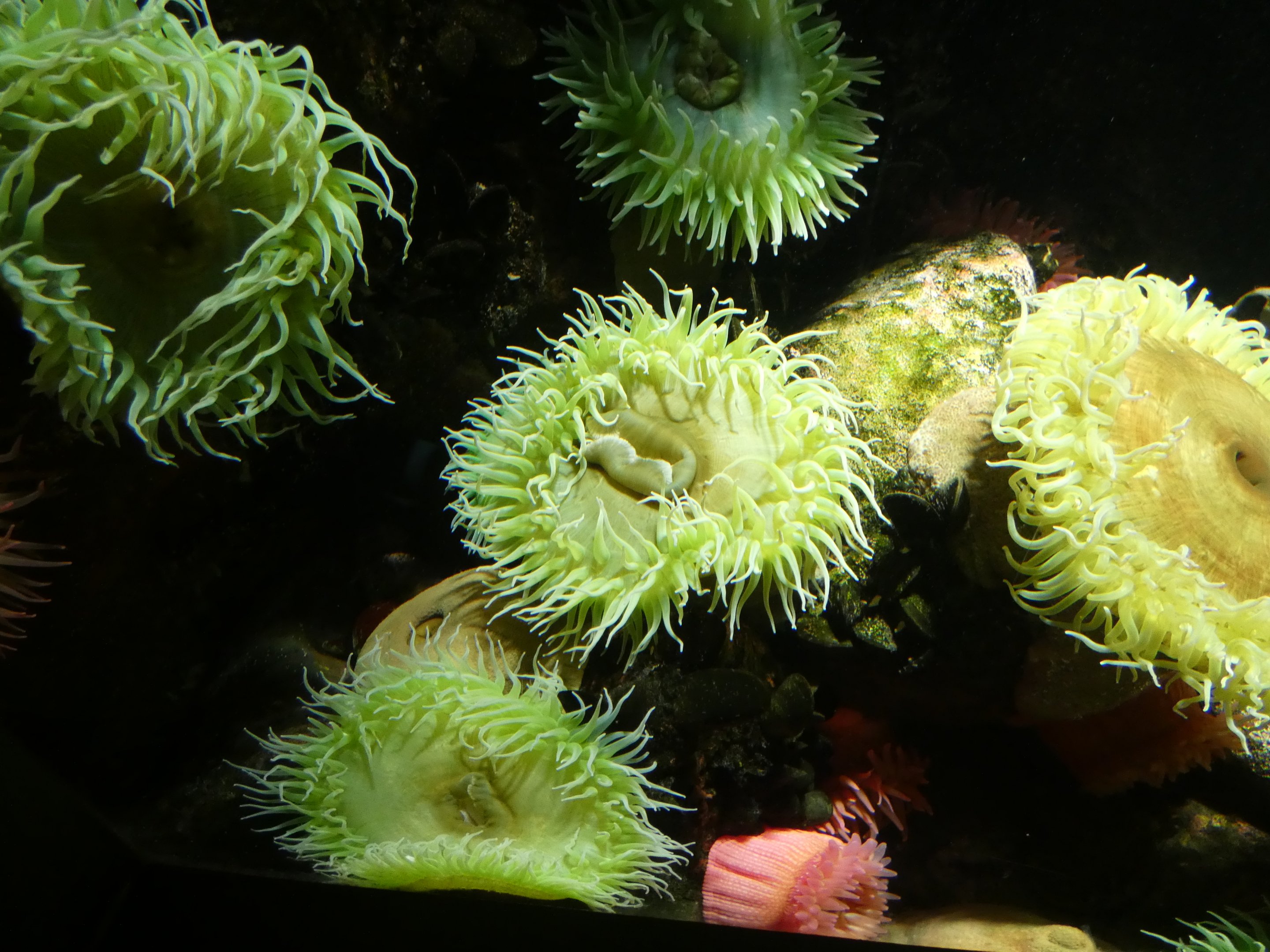 ID? - National Aquarium in Baltimore