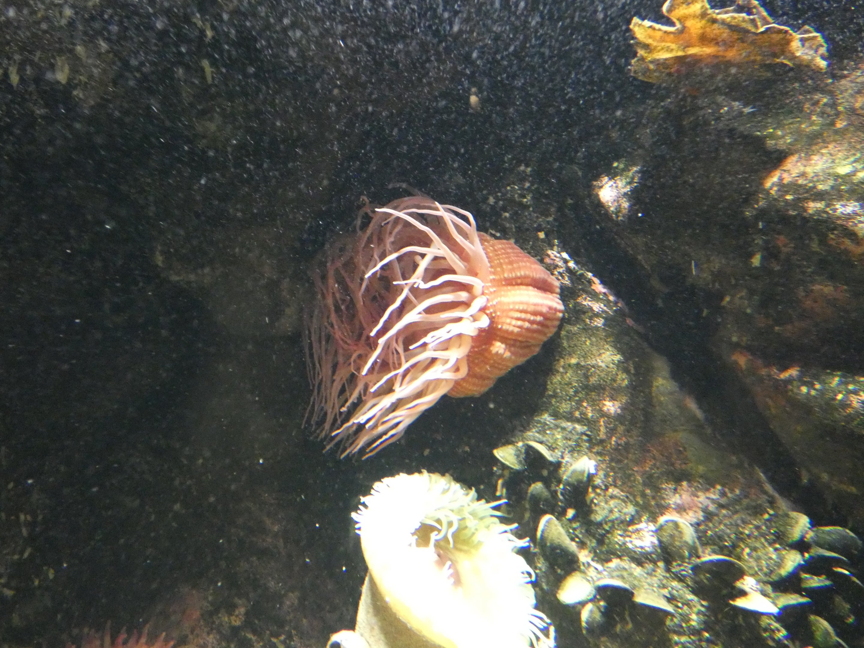ID? - National Aquarium in Baltimore