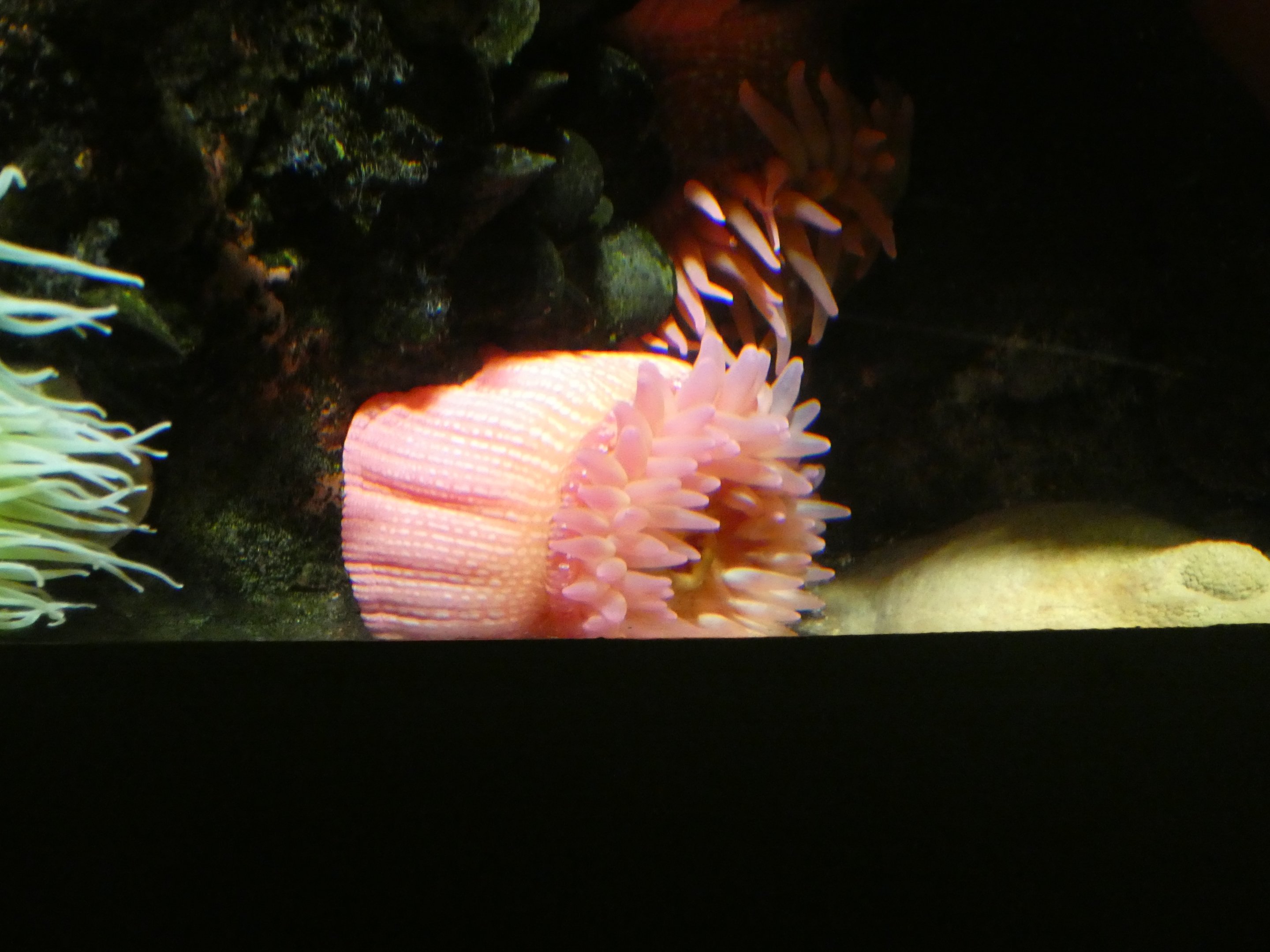 ID? - National Aquarium in Baltimore