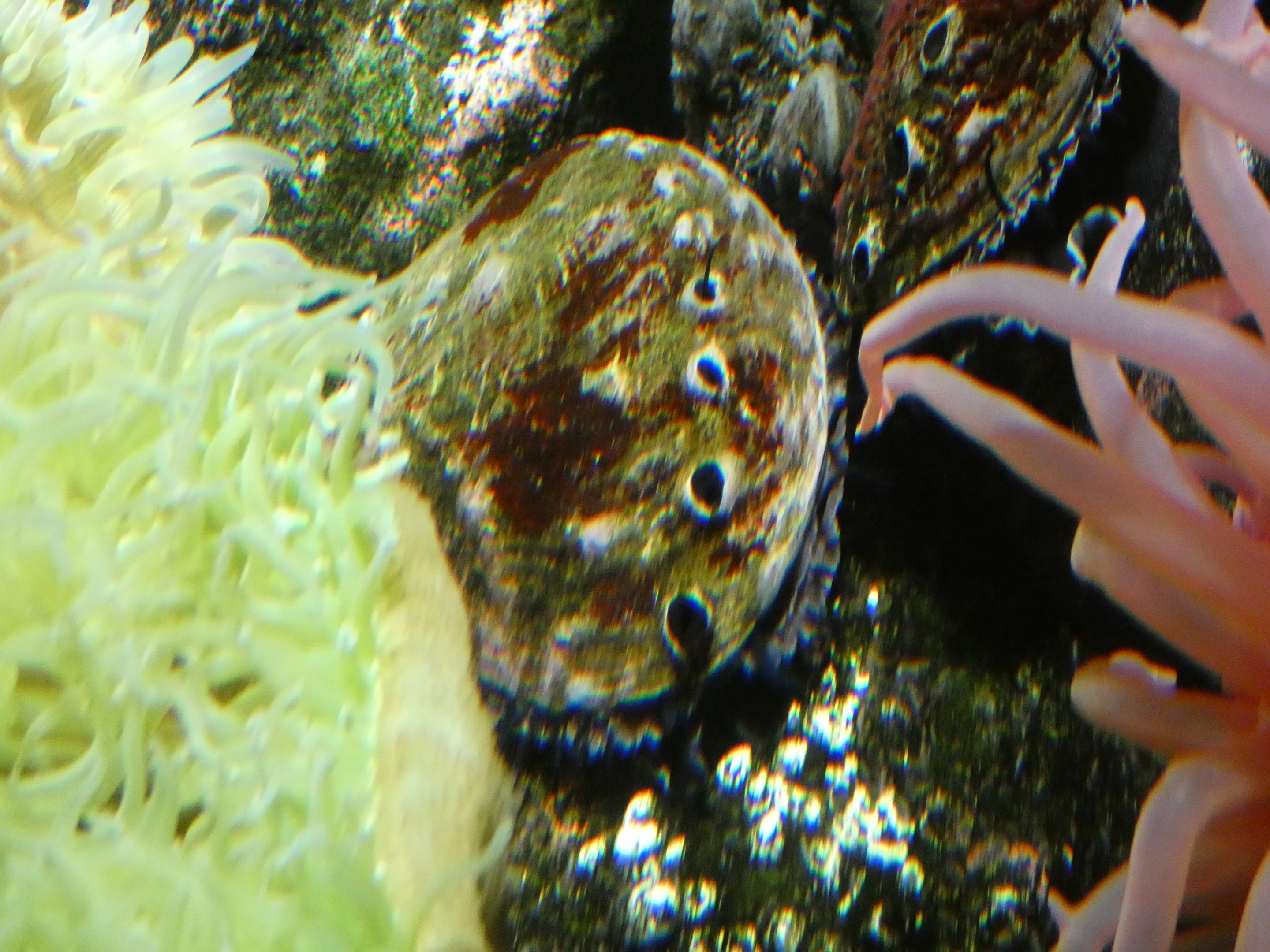 ID? - National Aquarium in Baltimore