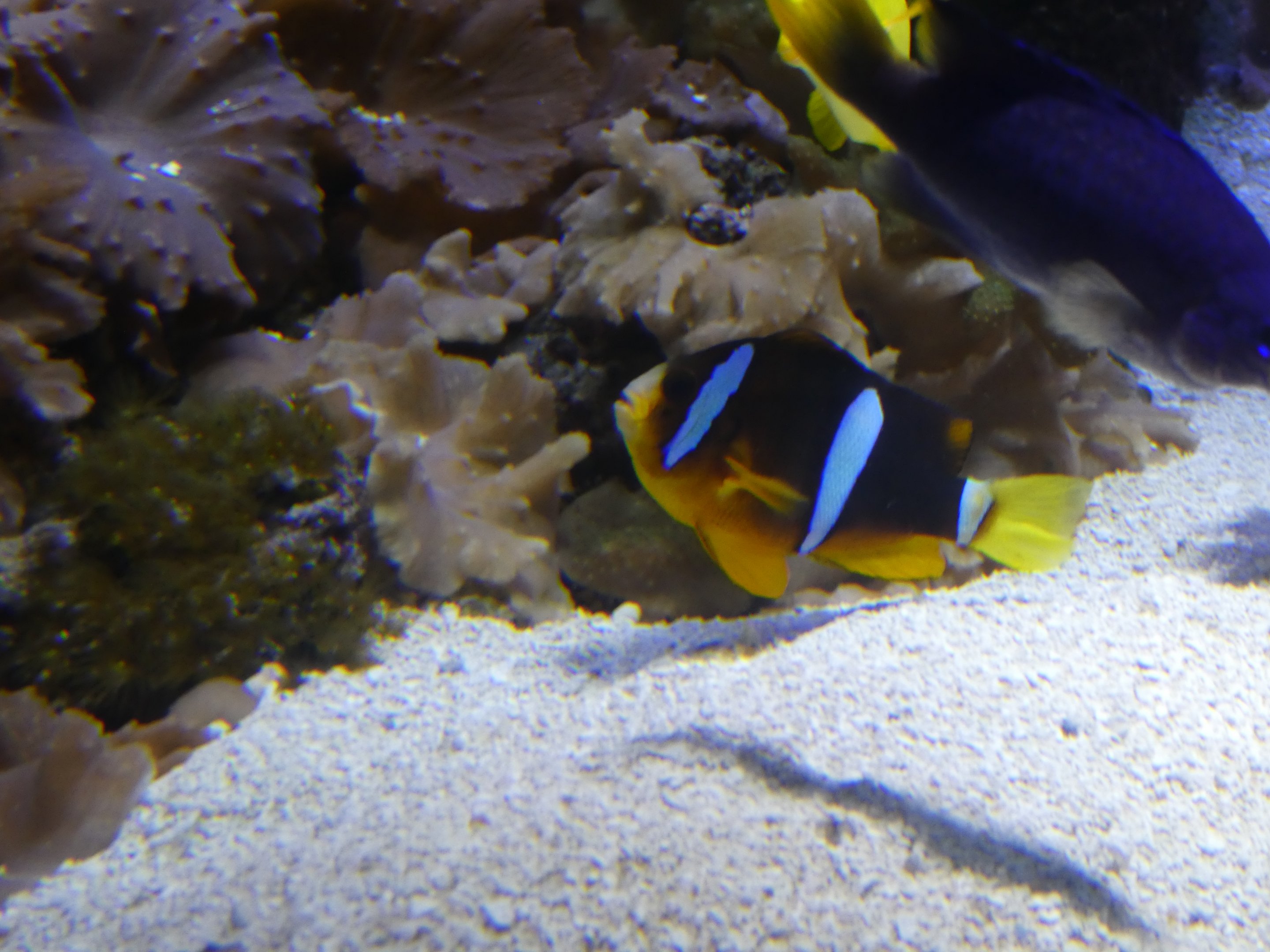 ID? - National Aquarium in Baltimore