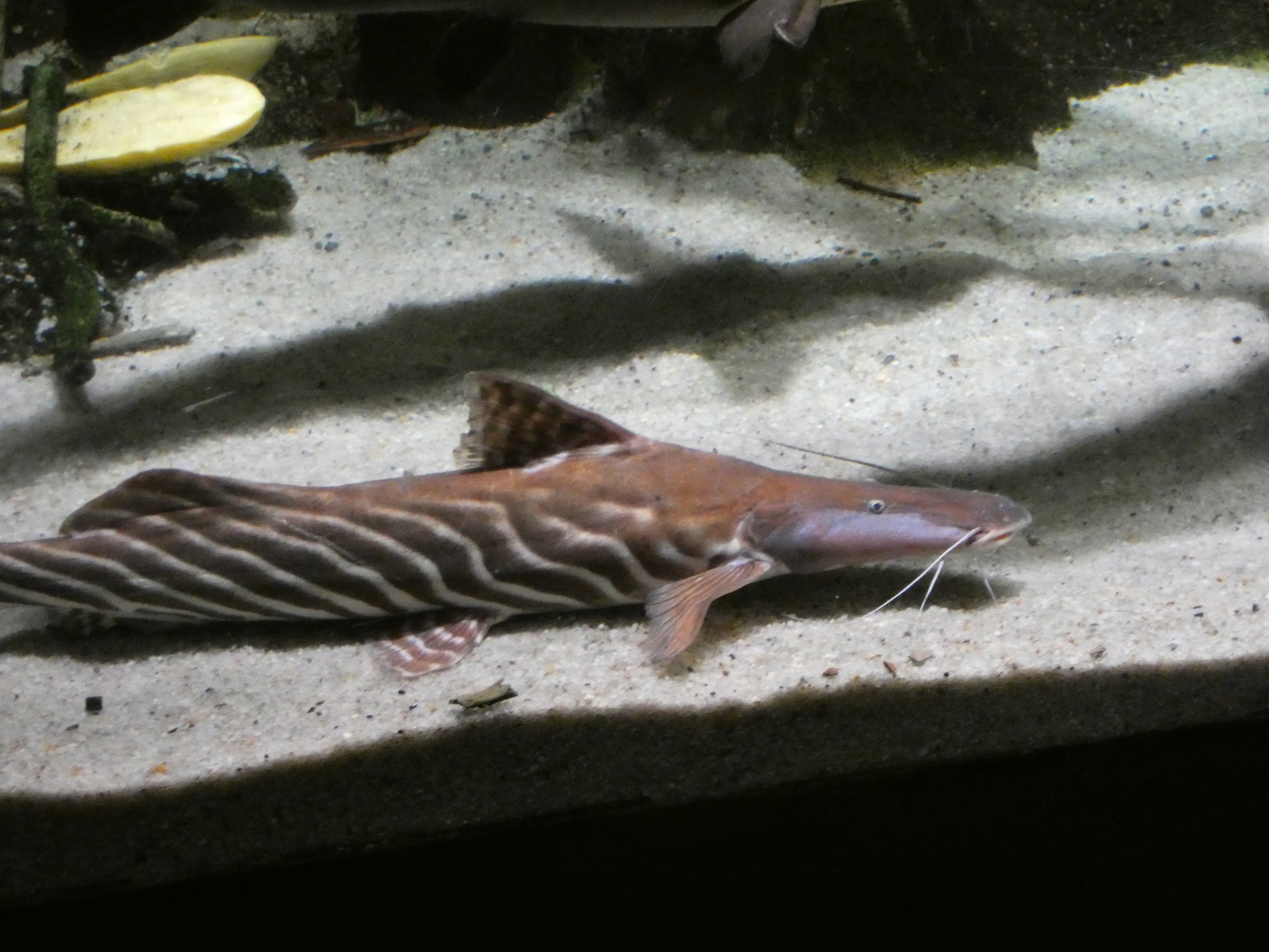 ID? - National Aquarium in Baltimore