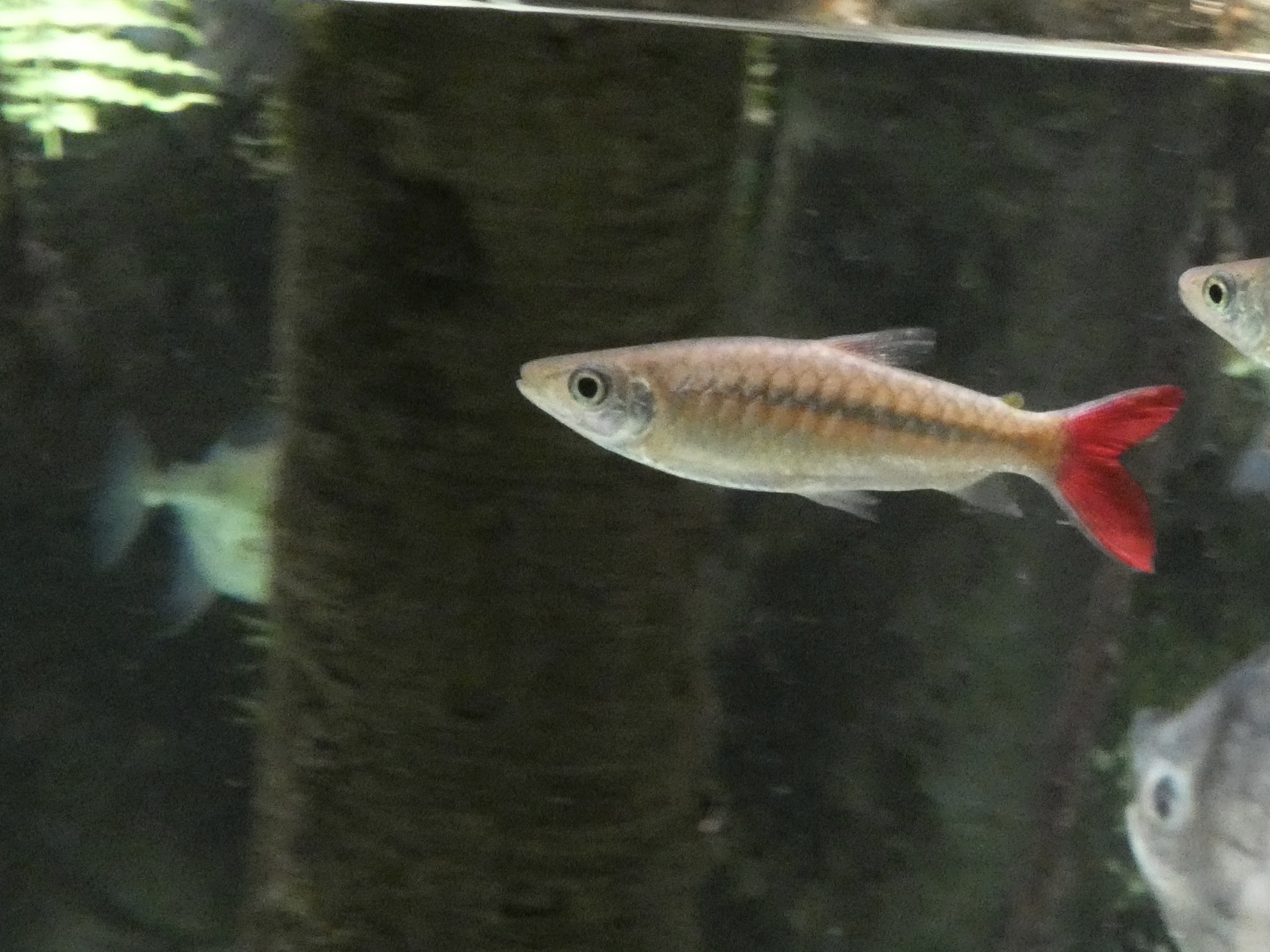 ID? - National Aquarium in Baltimore