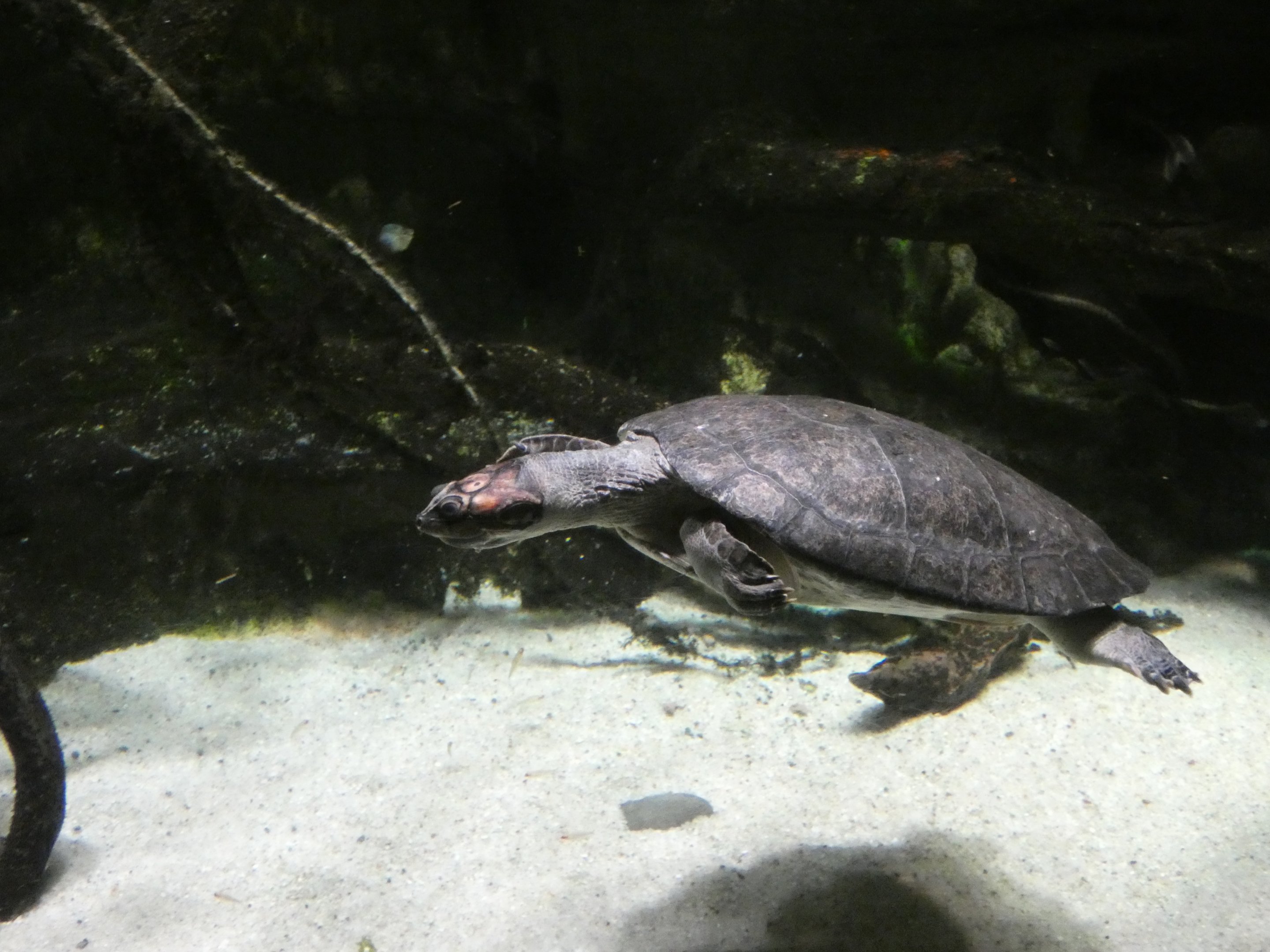 ID? - National Aquarium in Baltimore
