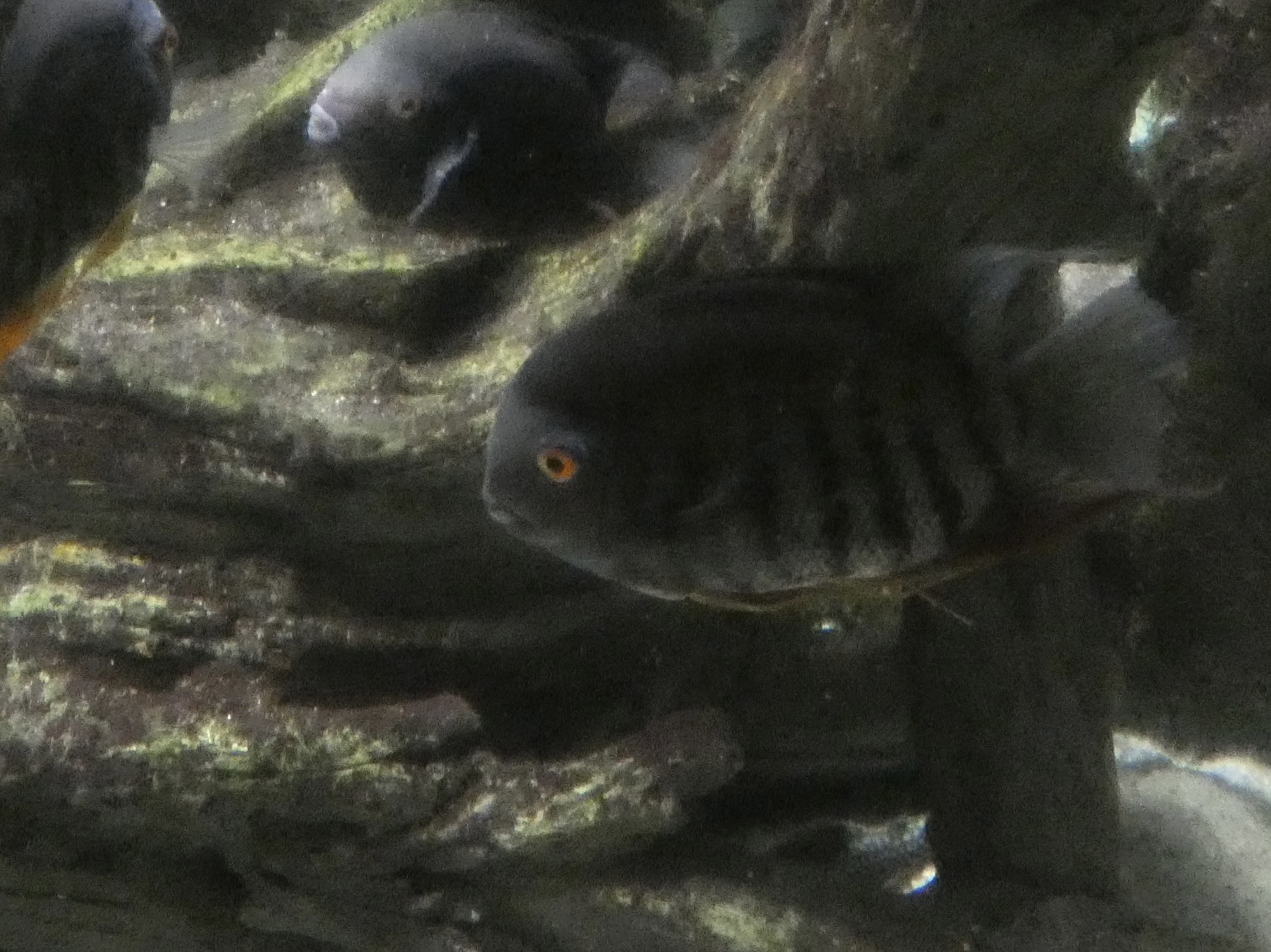ID? - National Aquarium in Baltimore