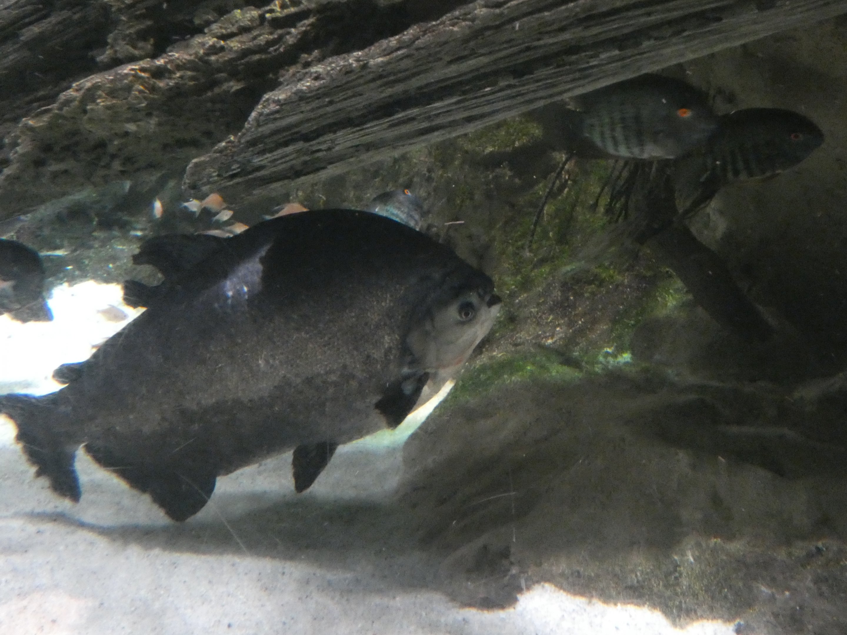 ID? - National Aquarium in Baltimore