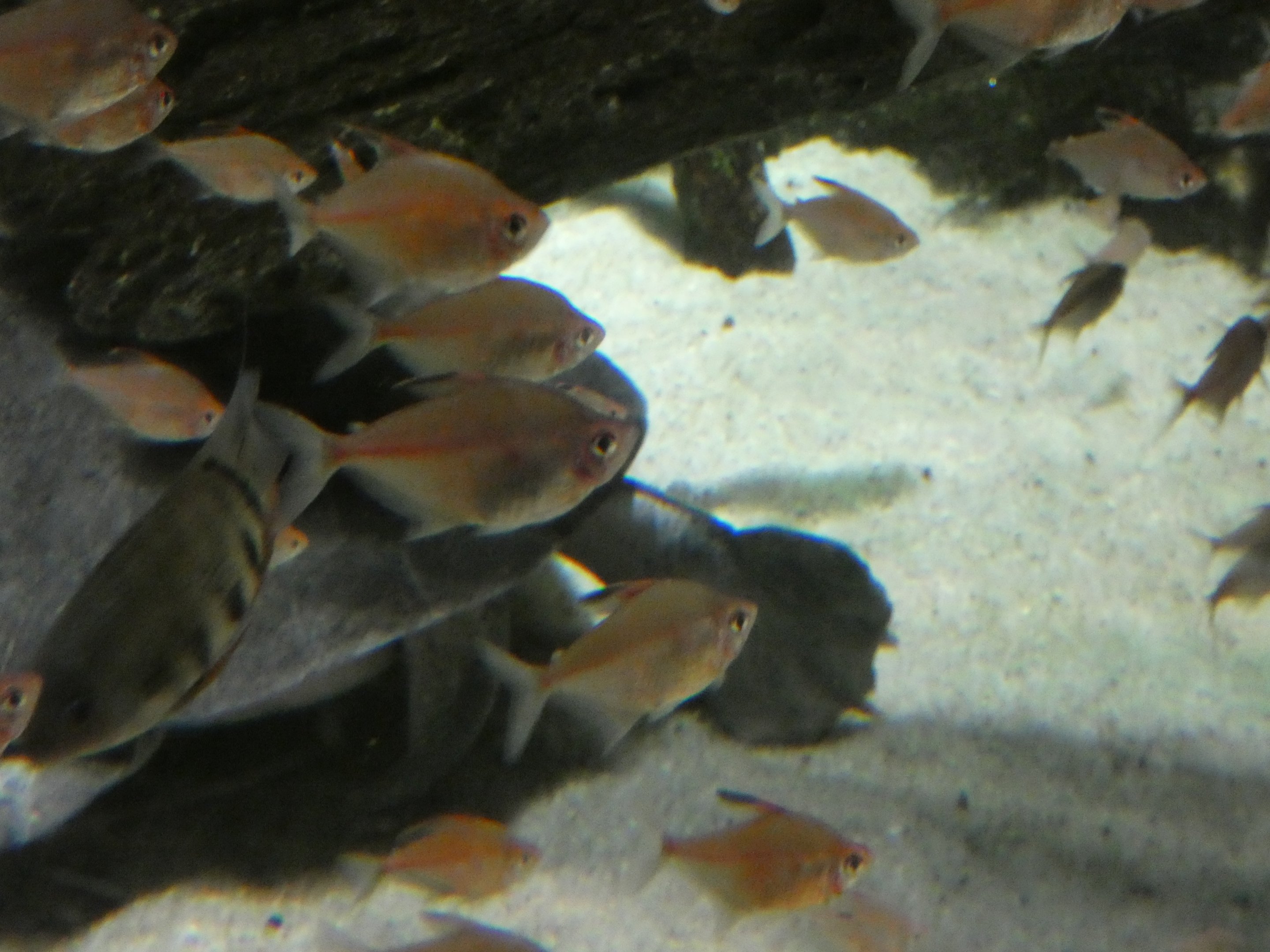 ID? - National Aquarium in Baltimore