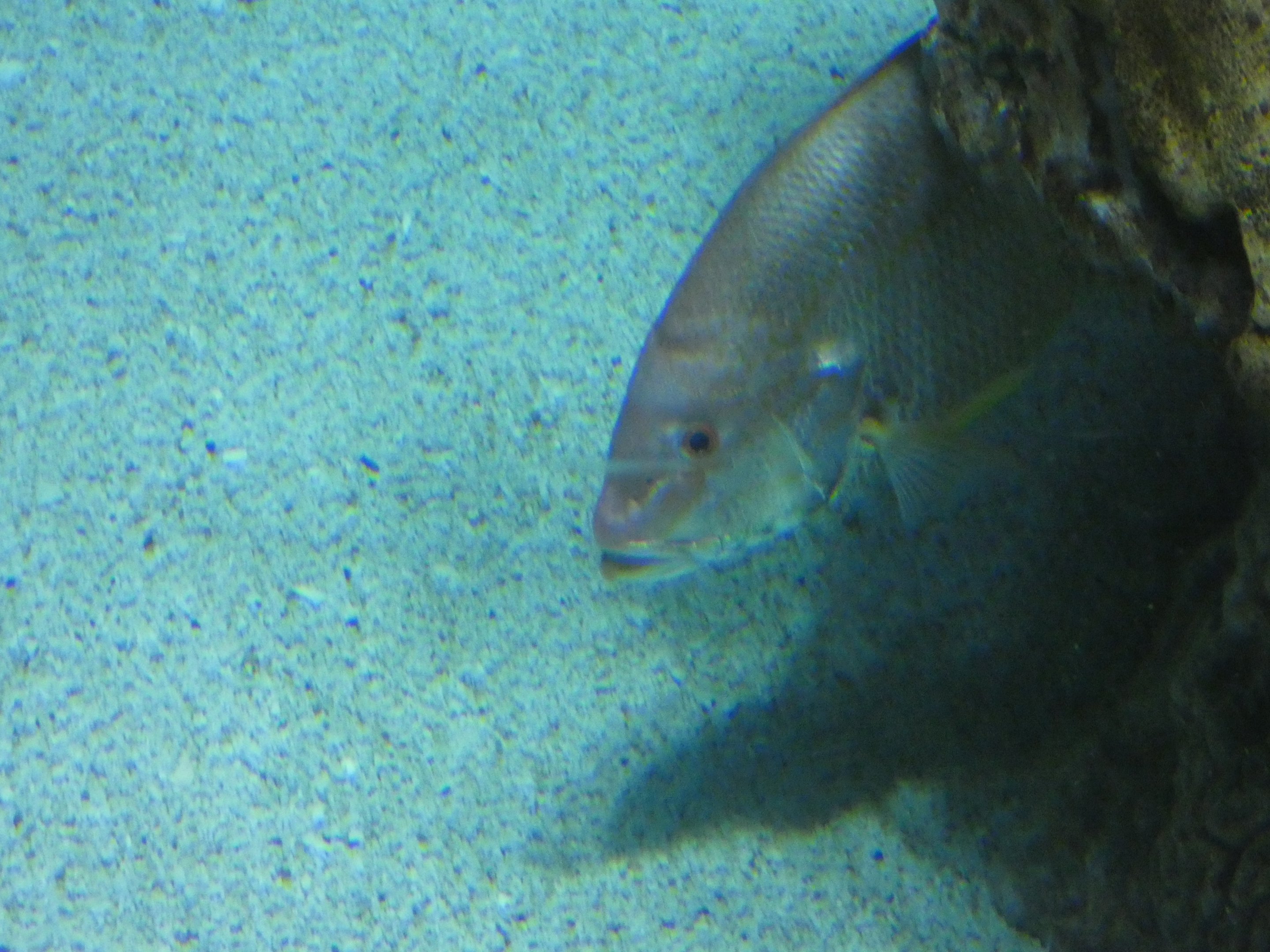 ID? - National Aquarium in Baltimore