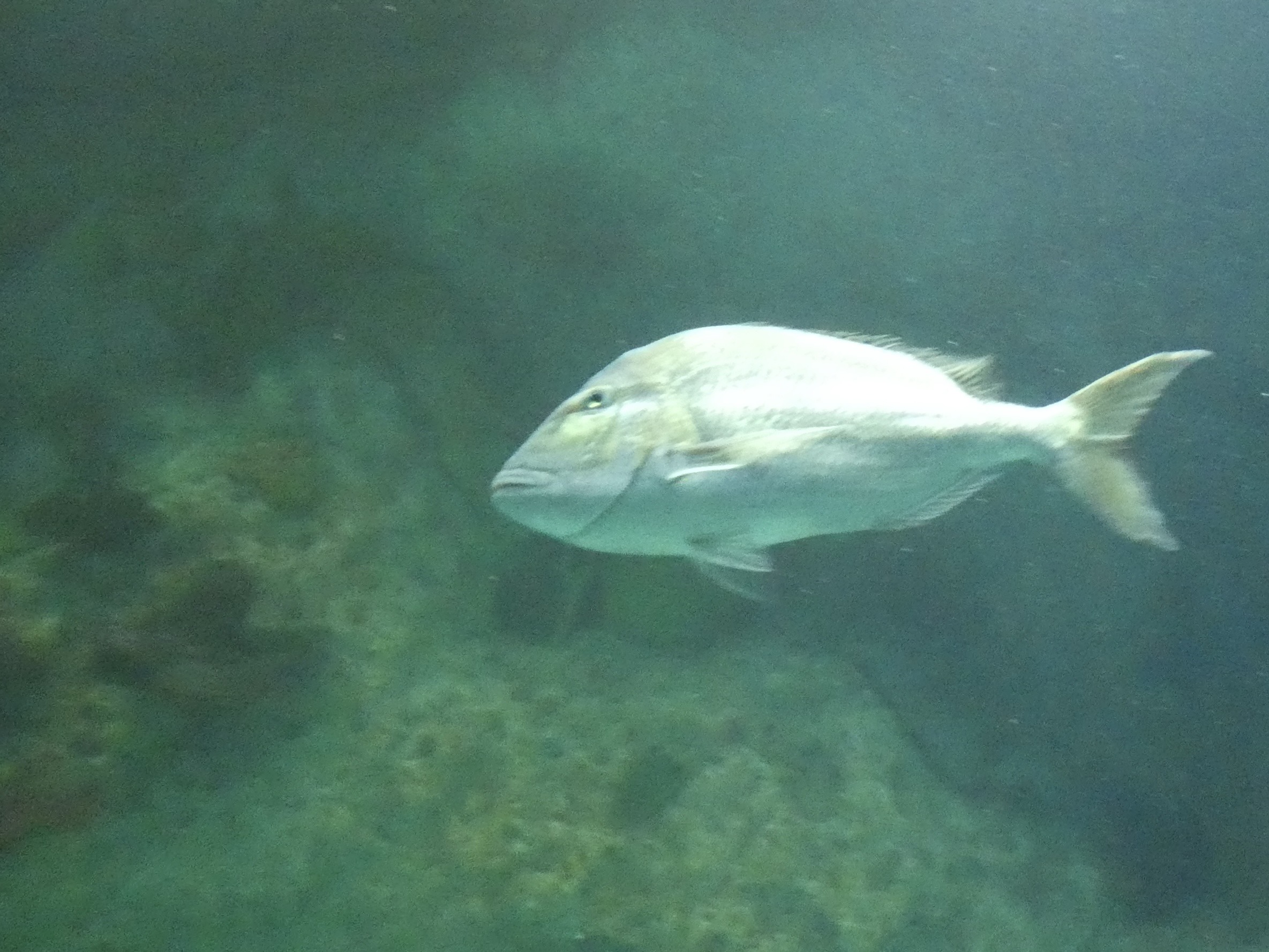 ID? - National Aquarium in Baltimore