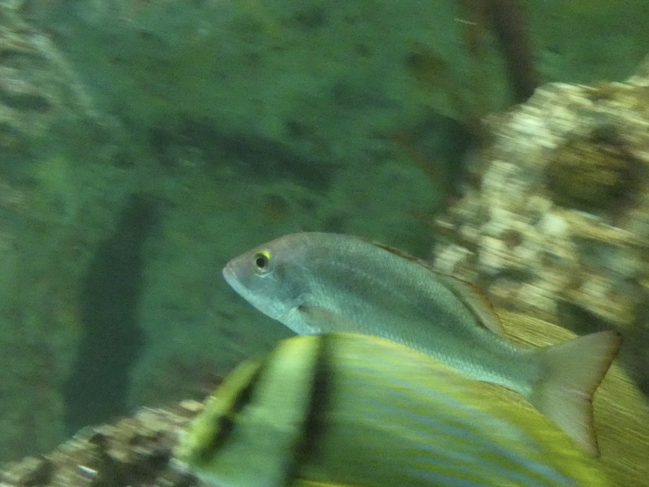 ID? - National Aquarium in Baltimore
