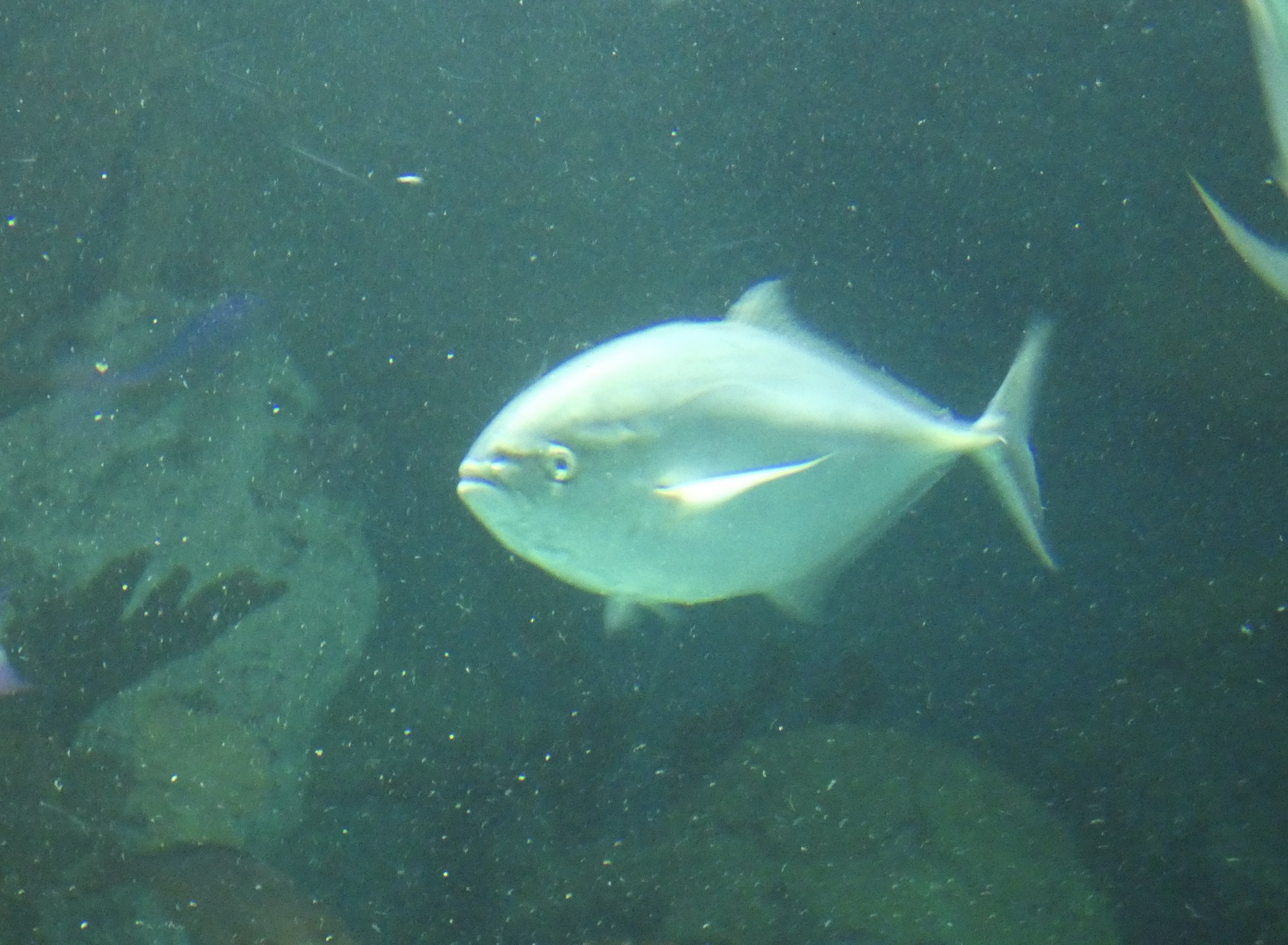 ID? - National Aquarium in Baltimore