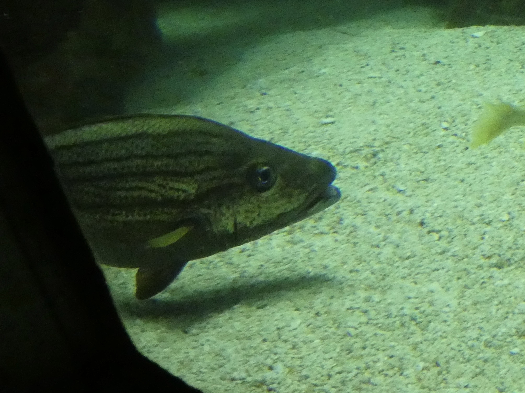 ID? - National Aquarium in Baltimore