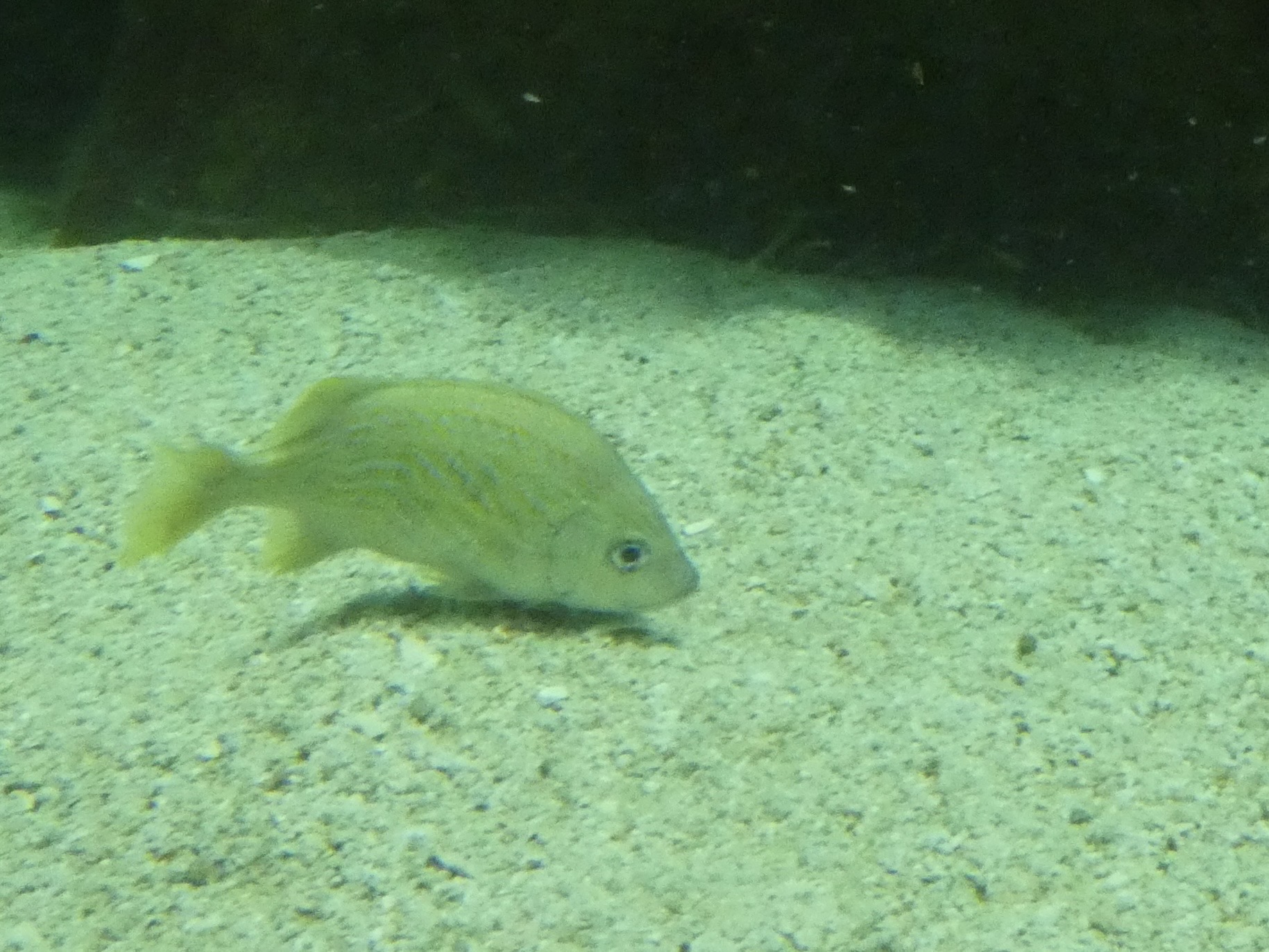 ID? - National Aquarium in Baltimore